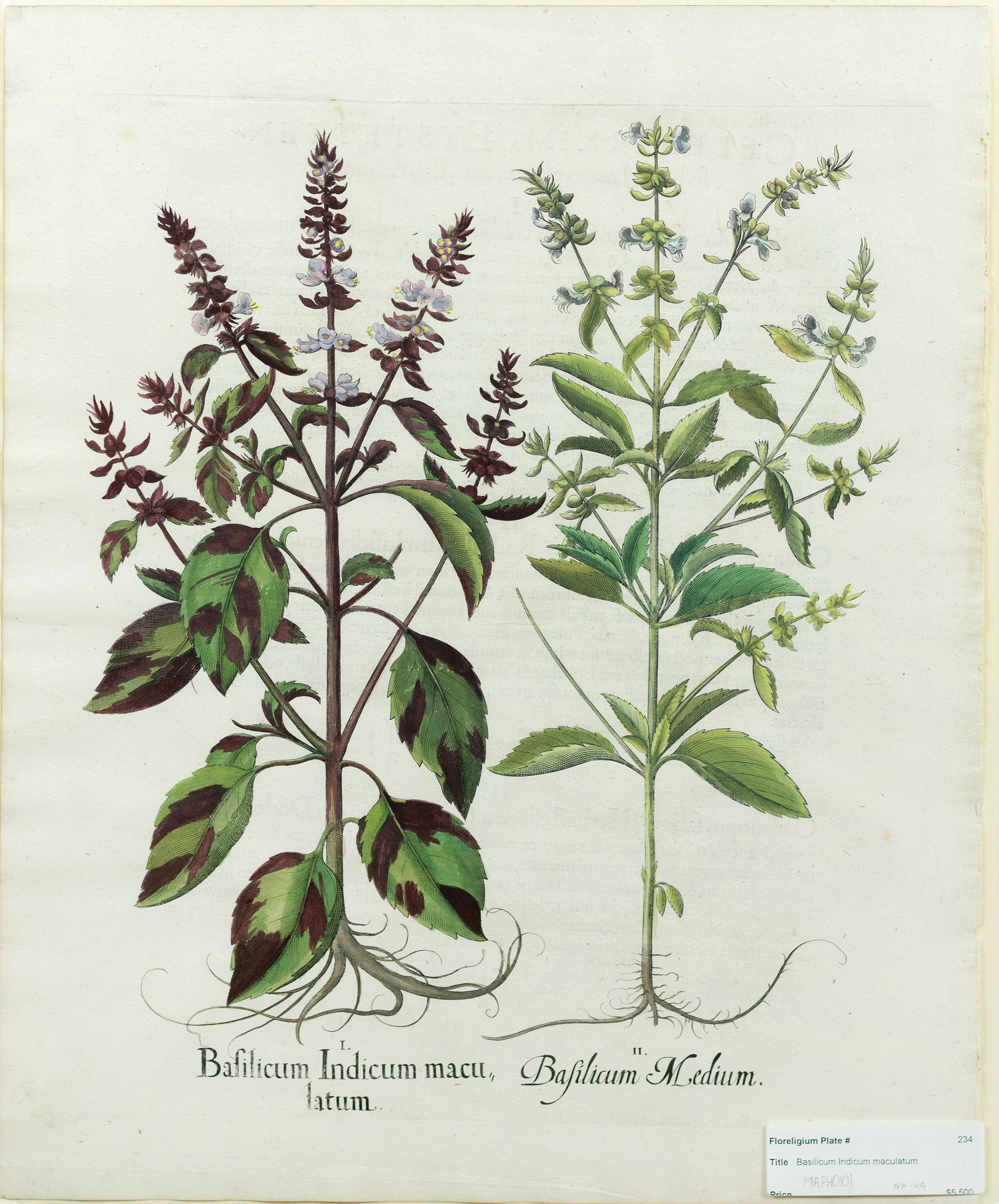 Besler Engraving from Hortus Eystettensis, Basil (1 of 1)
