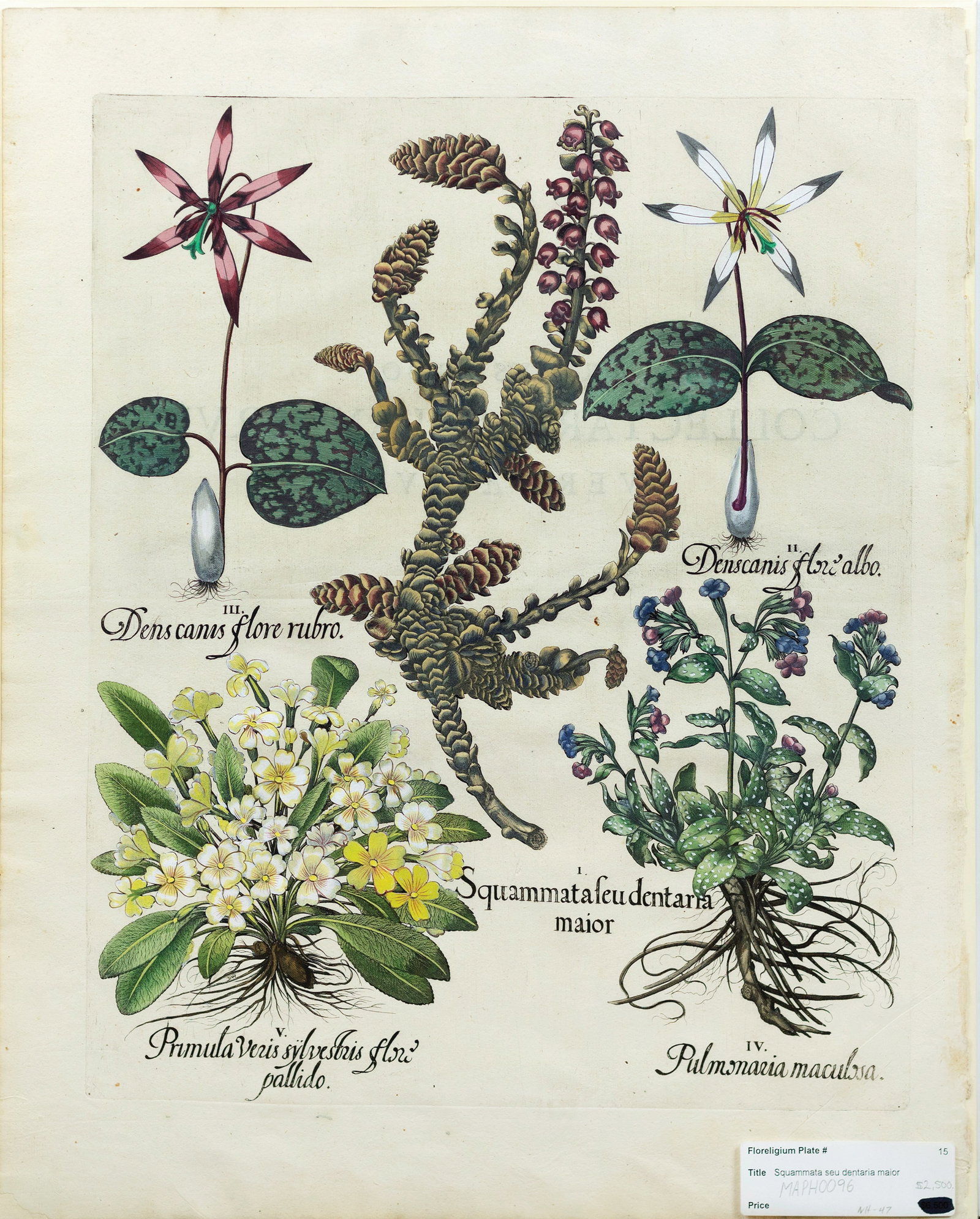 Besler Engraving from Hortus Eystettensis, Violets, Cowslips, Sage (1 of 1)