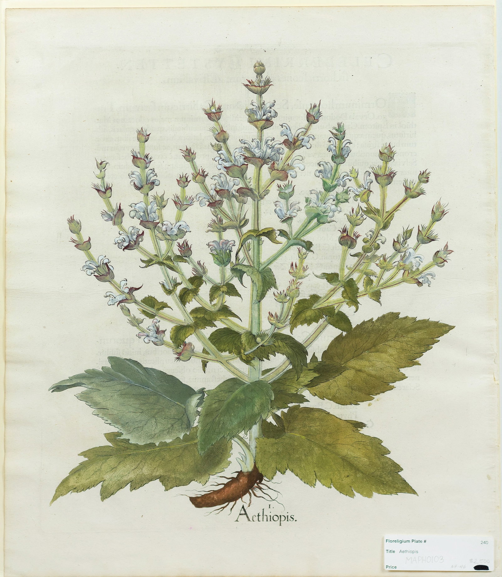 Besler Engraving from Hortus Eystettensis, Wooly Sage (1 of 1)