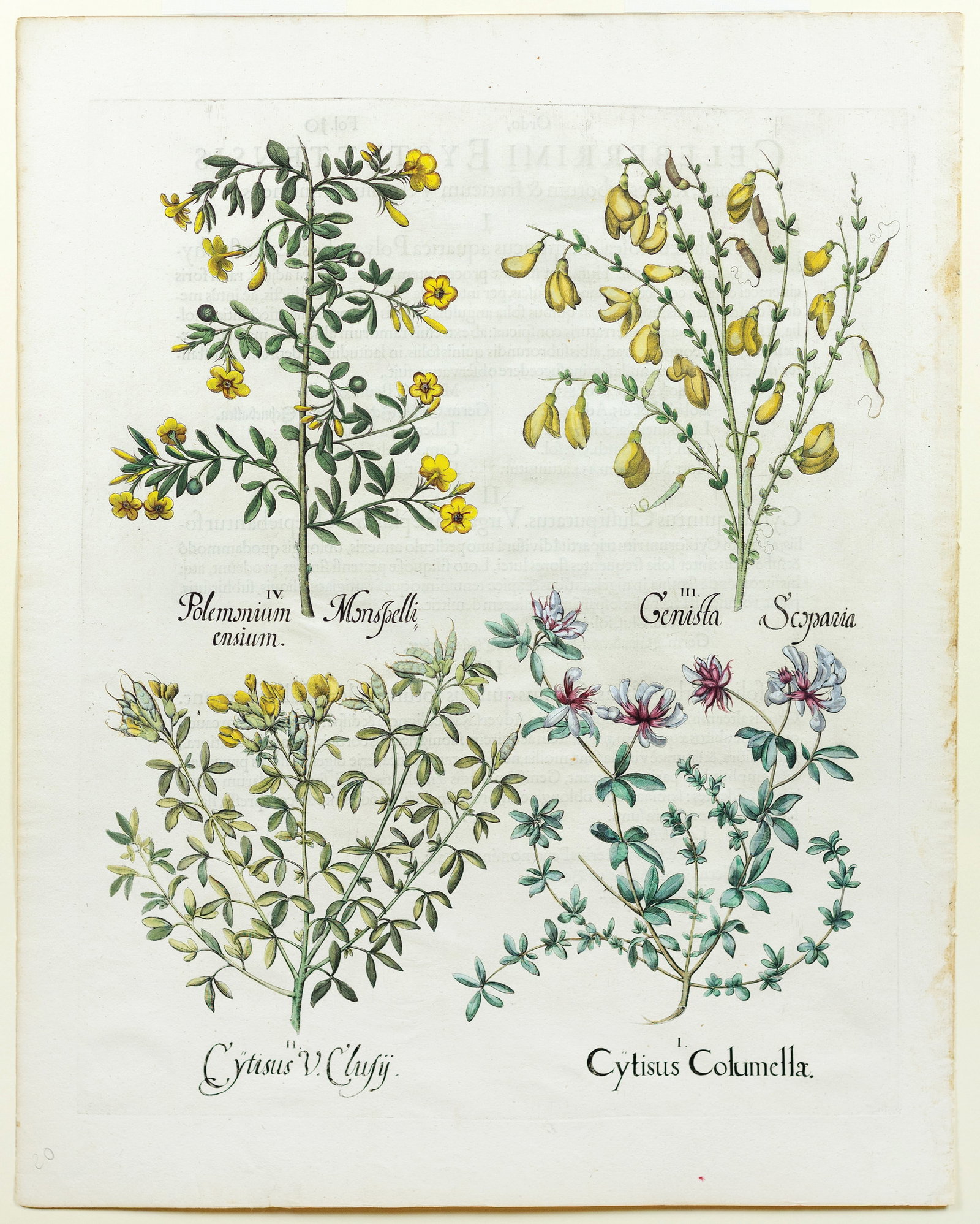 Besler Engraving from Hortus Eystettensis, Cytisus (1 of 1)