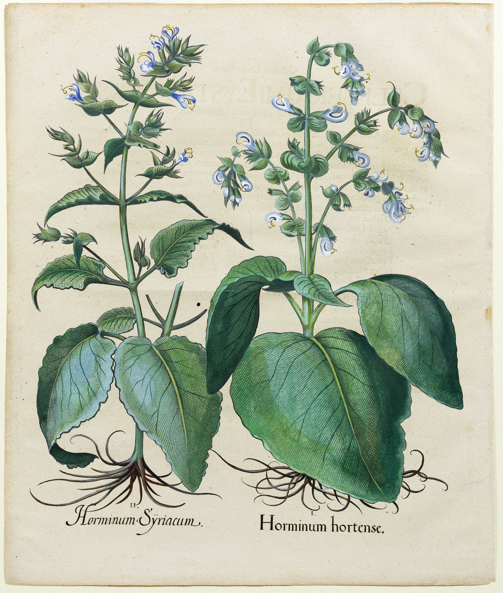 Besler Engraving from Hortus Eystettensis, Annual & Syrian Sage (1 of 1)