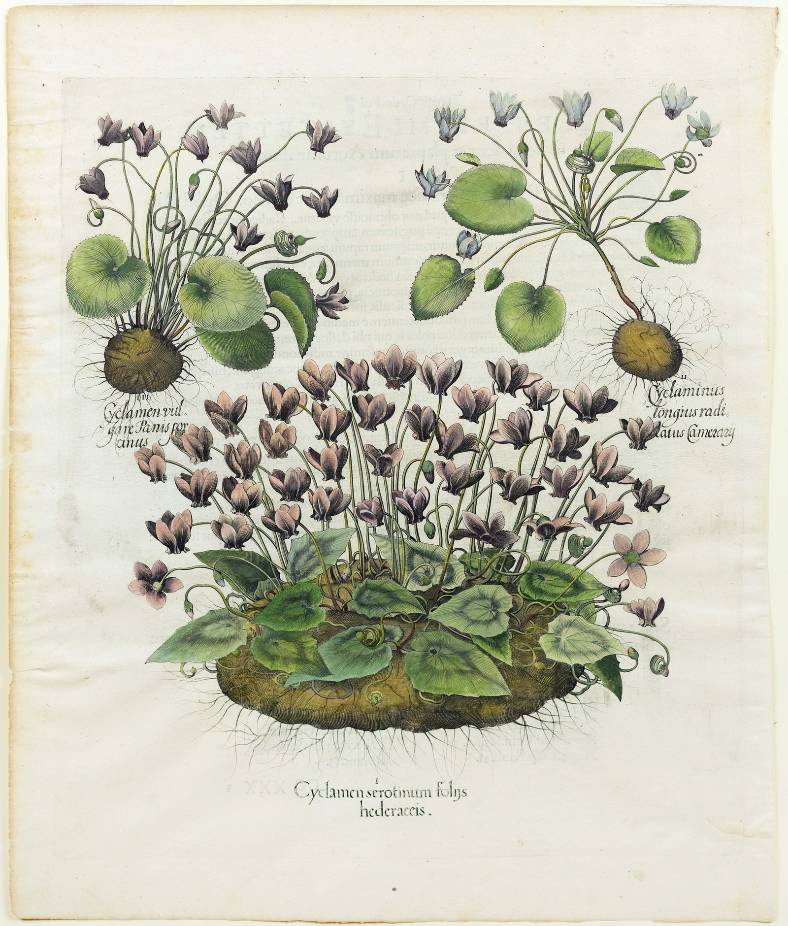 Besler Engraving from Hortus Eystettensis, Cyclamen (1 of 1)