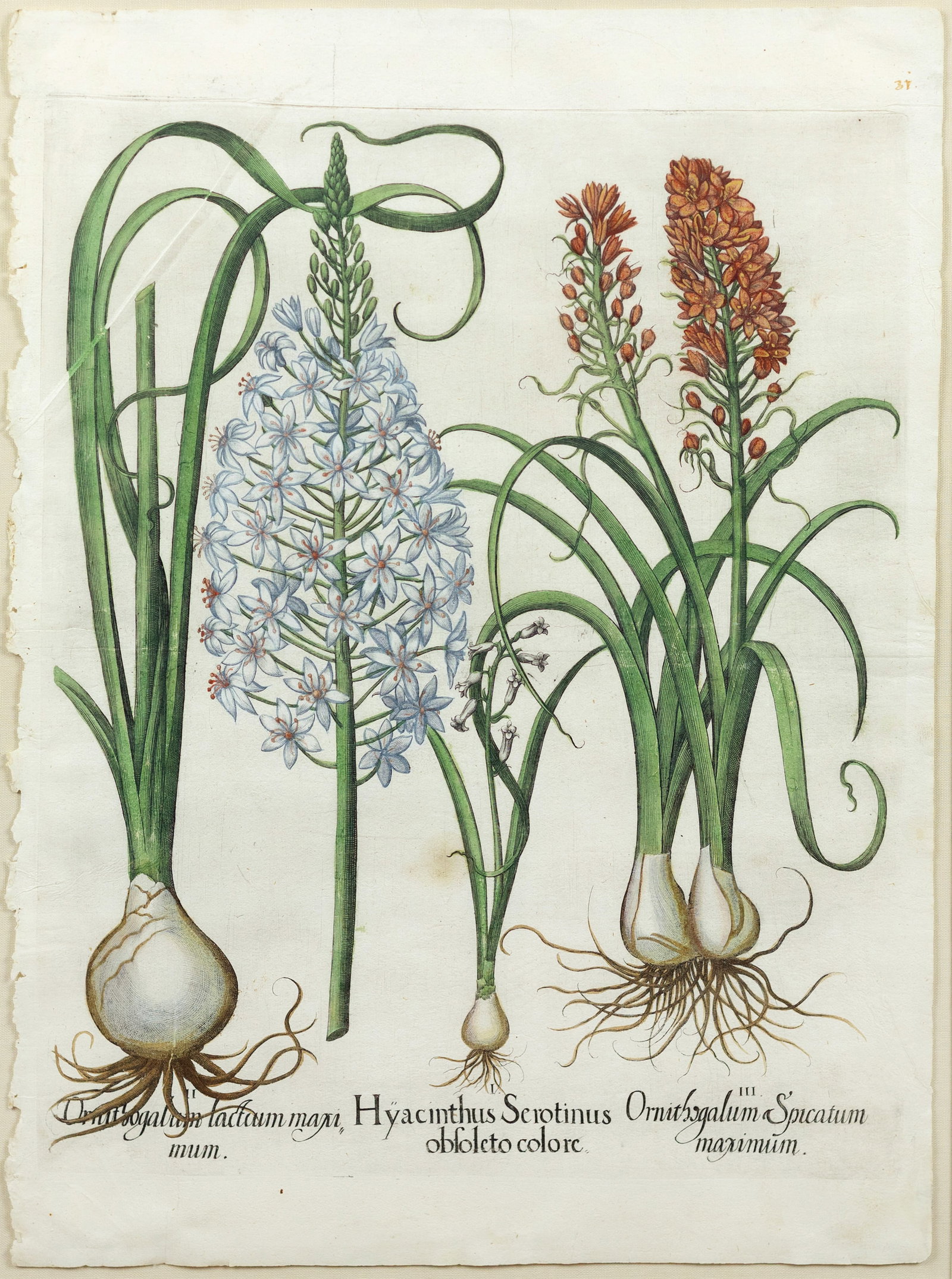 Besler Engraving from Hortus Eystettensis, Hyacinth (1 of 1)