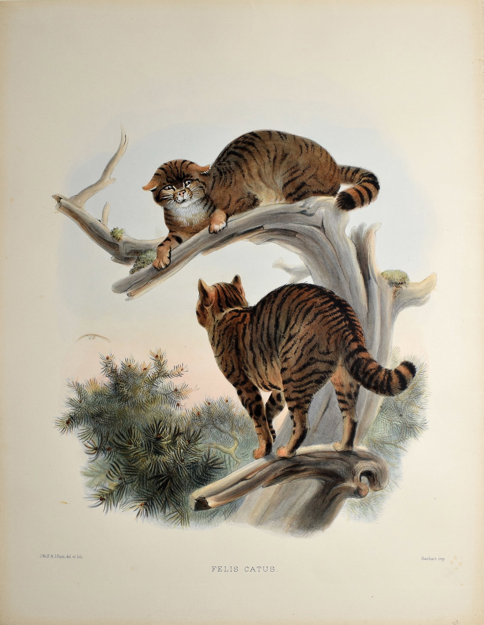 Daniel G. Elliot's Lithographs from A Monograph of the Felidae or Family of Cats, Felis Catus: ELLIOT, Daniel Giraud (1835-1915). Felis Catus. Lithograph with original handcolor. From A Monograph of the Felidae or Family of Cats. London, 1878-1881. 18 1/2" x 23 1/2" sheet. After Audubon, Americ