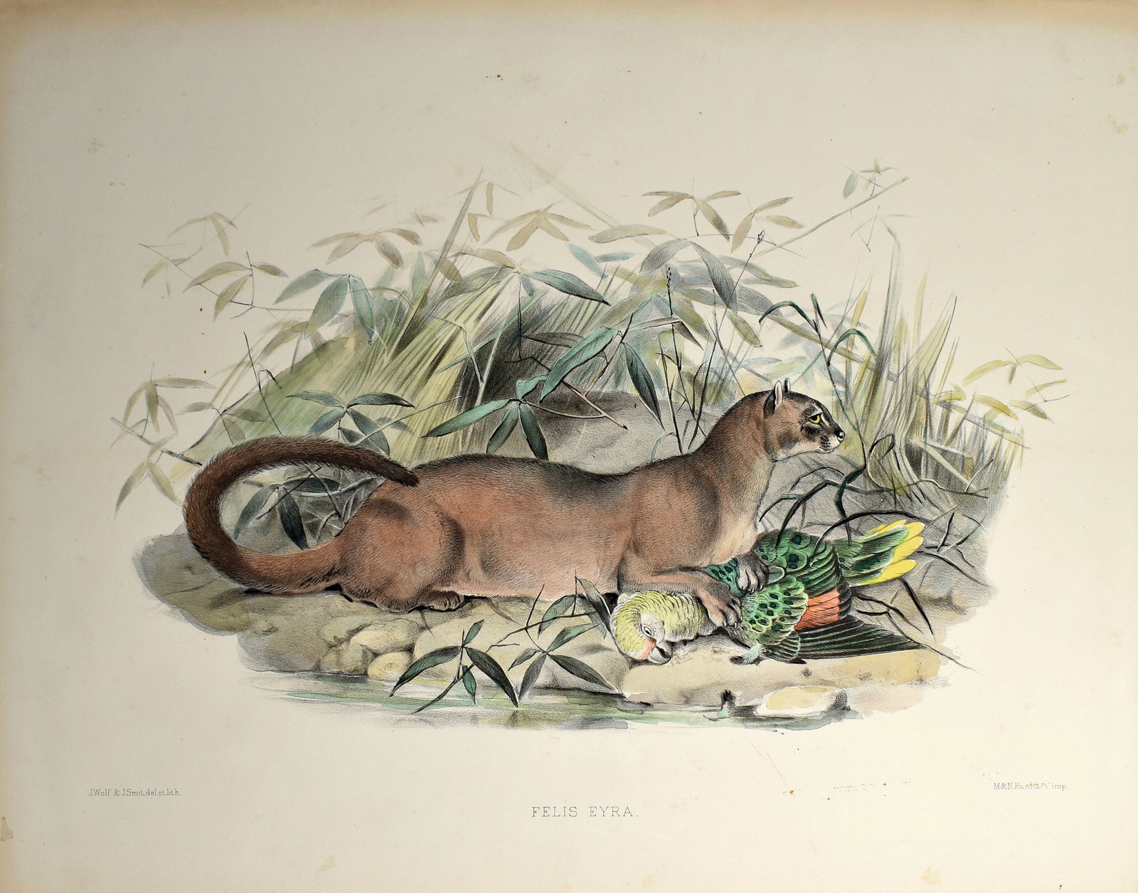 Daniel G. Elliot's Lithographs from A Monograph of the Felidae or Family of Cats, Felis Eyra (1 of 1)