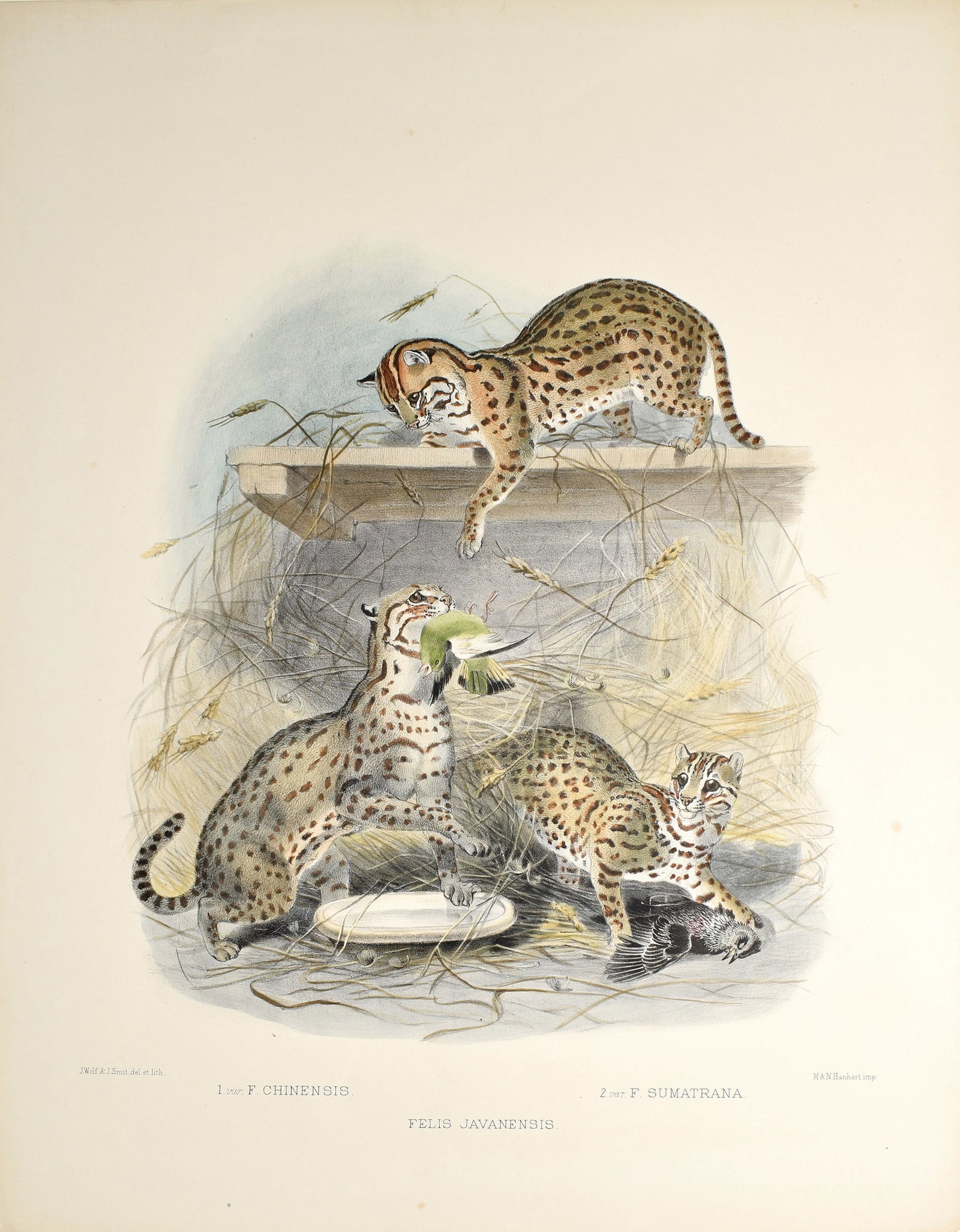 Daniel G. Elliot's Lithographs from A Monograph of the Felidae or Family of Cats, Felis Javanensis (1 of 1)