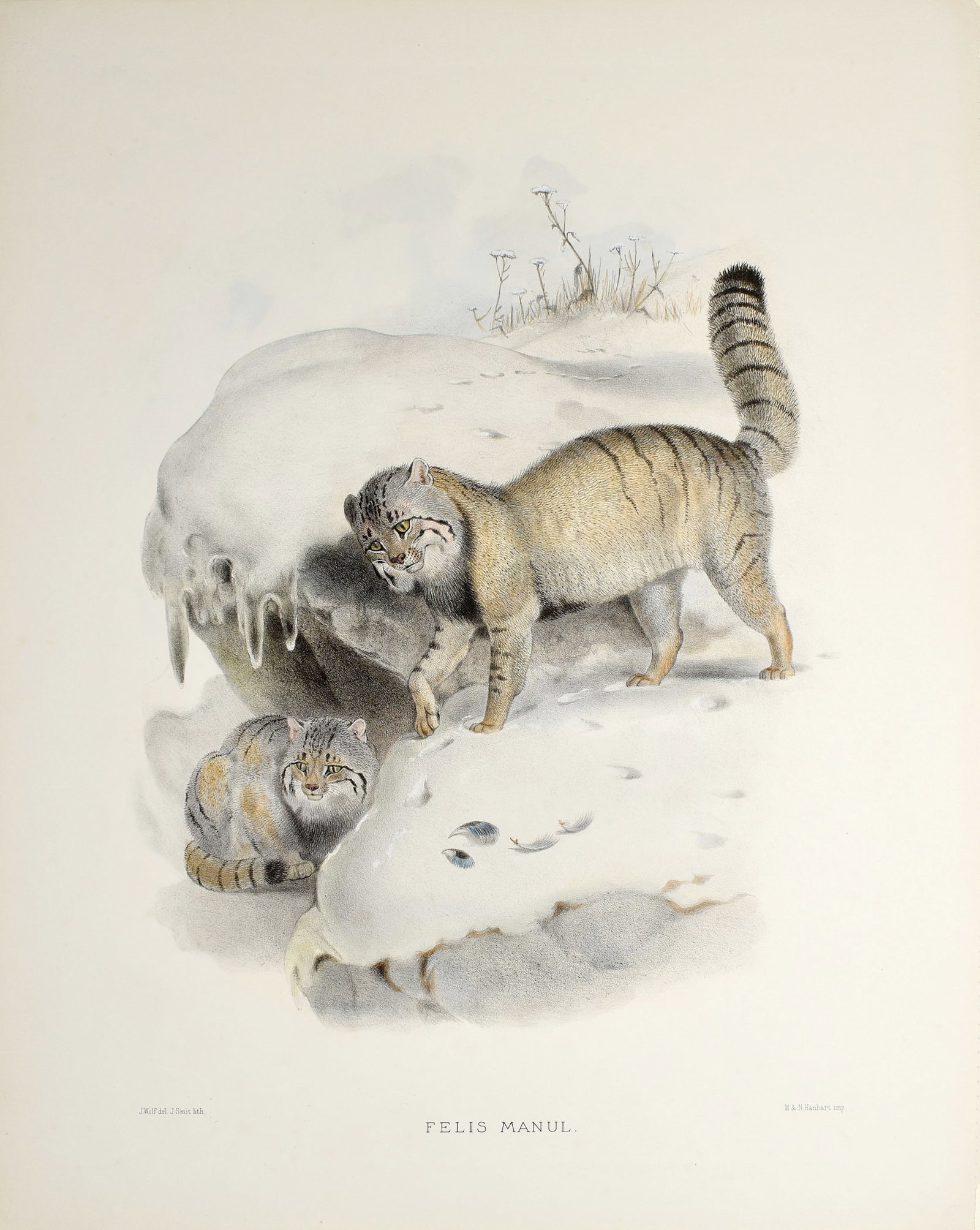 Daniel G. Elliot's Lithographs from A Monograph of the Felidae or Family of Cats, Felis Manul (1 of 1)