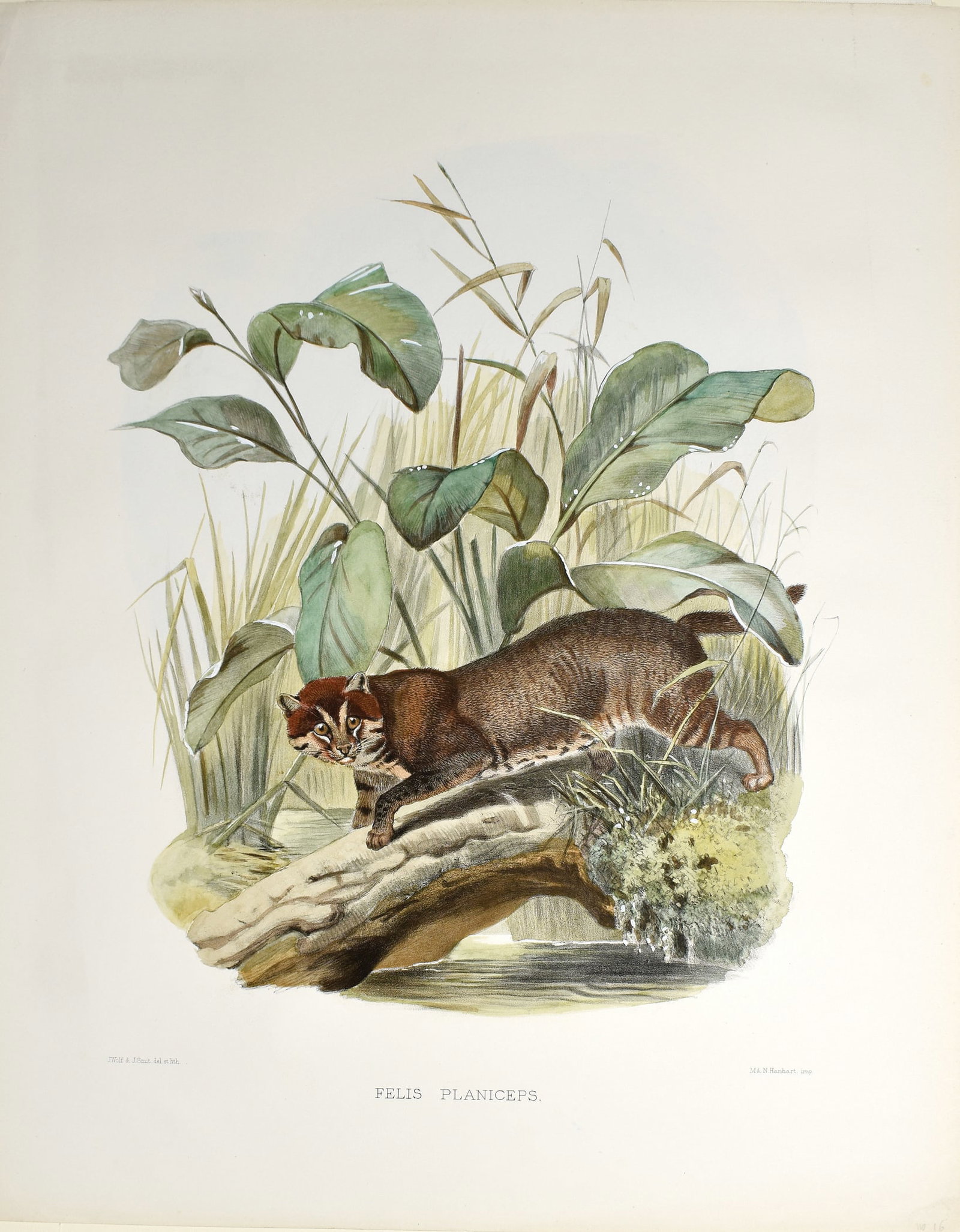 Daniel G. Elliot's Lithographs from A Monograph of the Felidae or Family of Cats, Felis Planciceps (1 of 1)