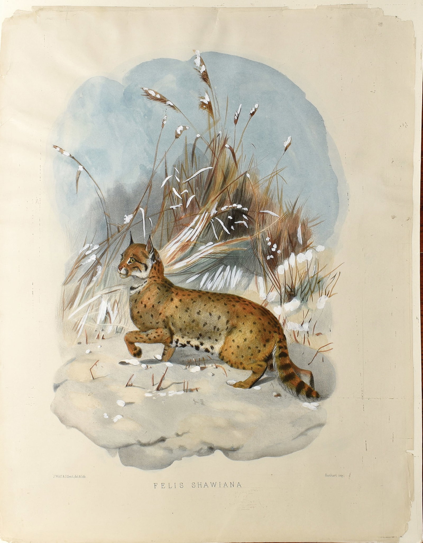 Daniel G. Elliot's Lithographs from A Monograph of the Felidae or Family of Cats, Felis Shawiana (1 of 1)