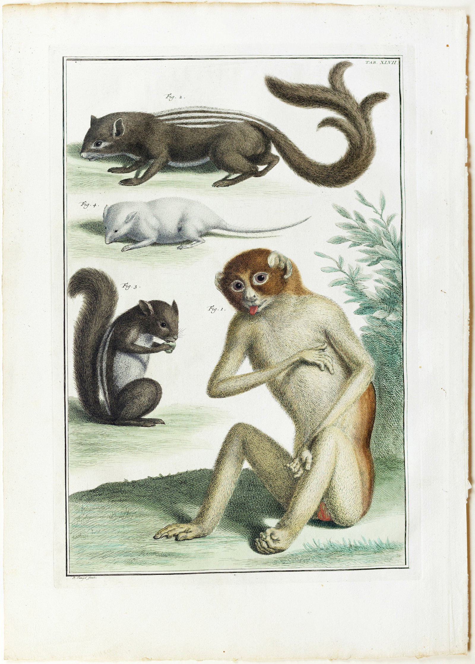 Seba Engraving, Slender Loris, Tree Squirrel, Asiatic Striped Palm Squirrel, Mouse] (1 of 1)