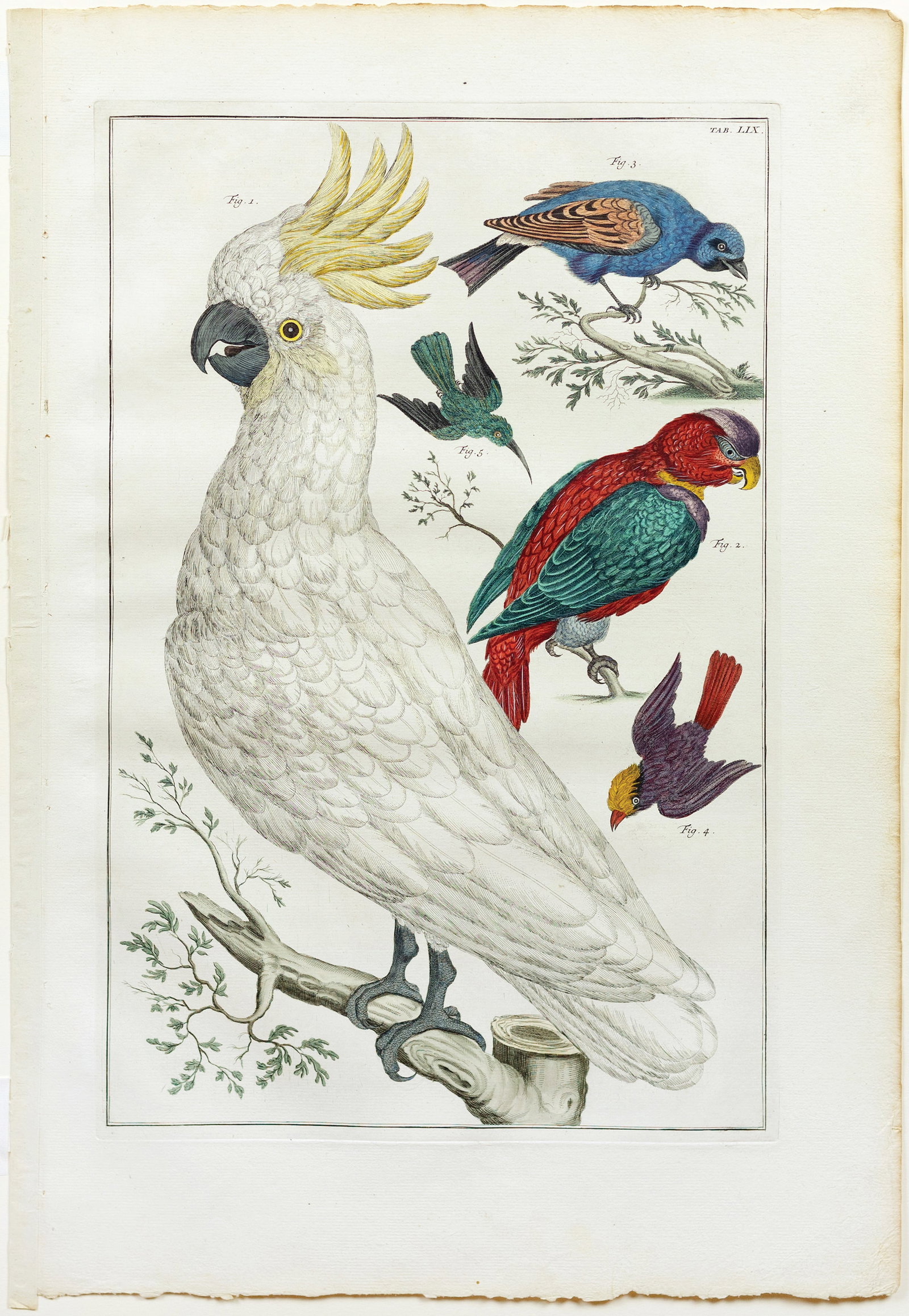Seba Engraving, Cockatoo (1 of 1)