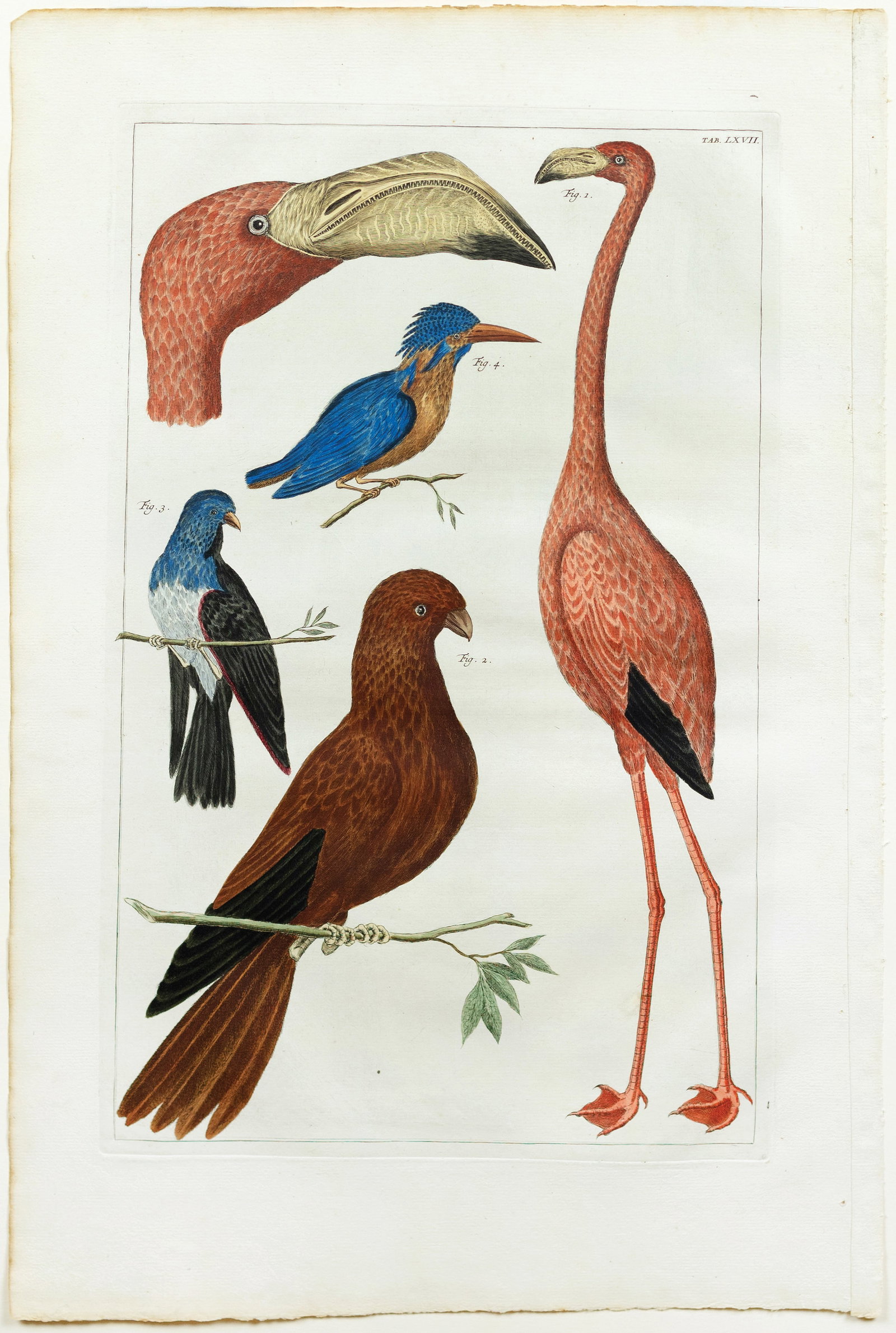 Seba Engraving, Flamingo (1 of 1)