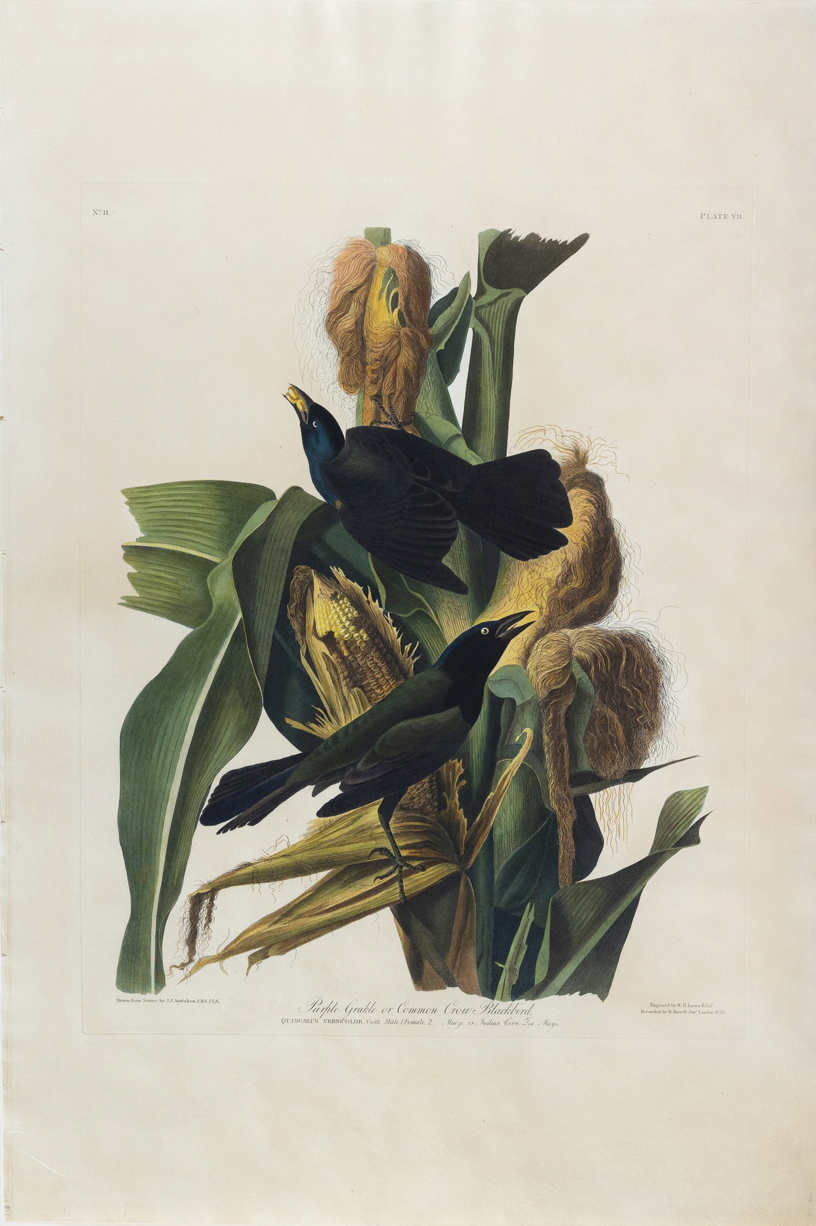 Audubon Aquatint, Purple Grackle - Havell Reissue after Lizars (1 of 1)