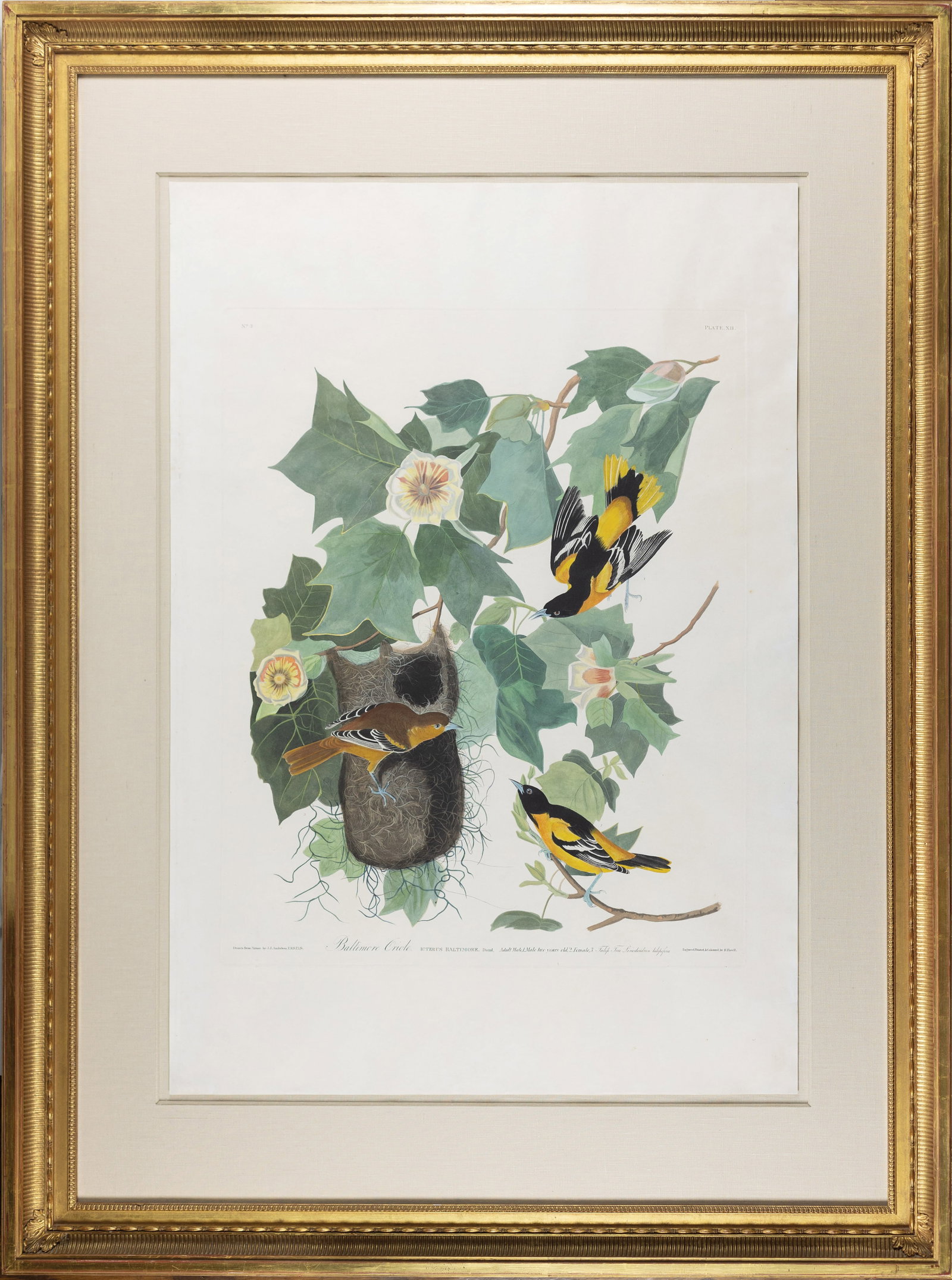 Audubon Aquatint, Baltimore Oriole - State Bird of Maryland.: AUDUBON, John James (1785 - 1851). Baltimore Oriole, Plate 12. Aquatint engraving with original hand color. London: Robert Havell, 1827-1838. 36” x 24 3/4” sheet, 49 1/2” x 37”