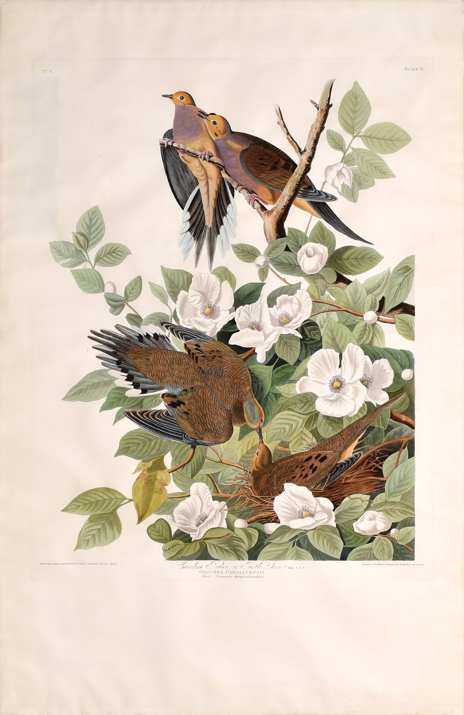 Audubon Aquatint, Carolina Pigeon or Turtle Dove - A Brilliant Composition (1 of 1)