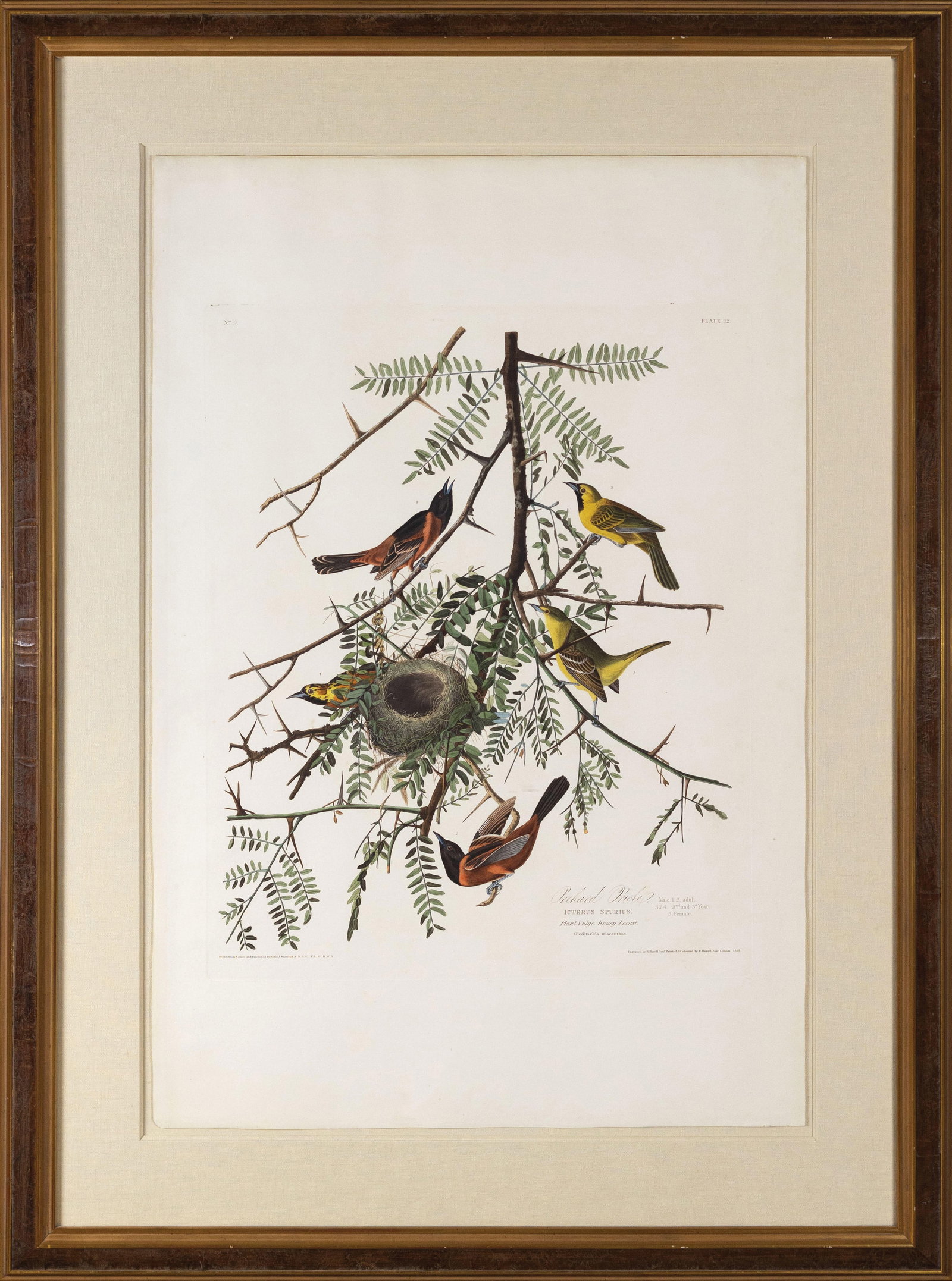 Audubon Aquatint, Orchard Oriole, Plate 42 (1 of 1)