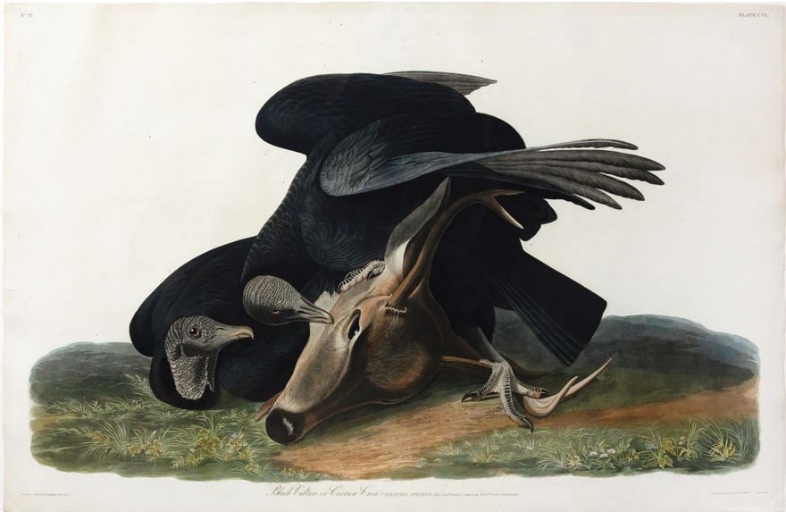 Audubon Aquatint, Black Vulture, Plate 106 (1 of 1)