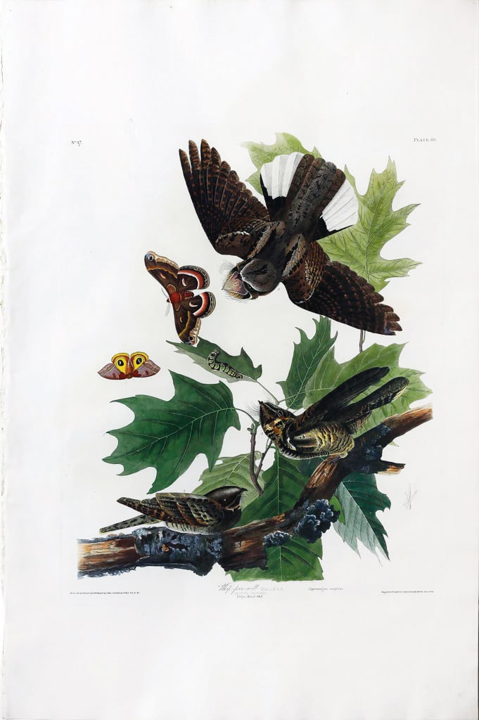 Audubon Aquatint, Whip-poor-will, Plate 82 - John Vickers Painter’s Collection.: AUDUBON, John James (1785 - 1851). Whip-poor-will, Plate 82. Aquatint engraving with original hand color. London: Robert Havell, 1827-1838. 38 3/8” x 25” sheet. Comparable: Christie's, 200