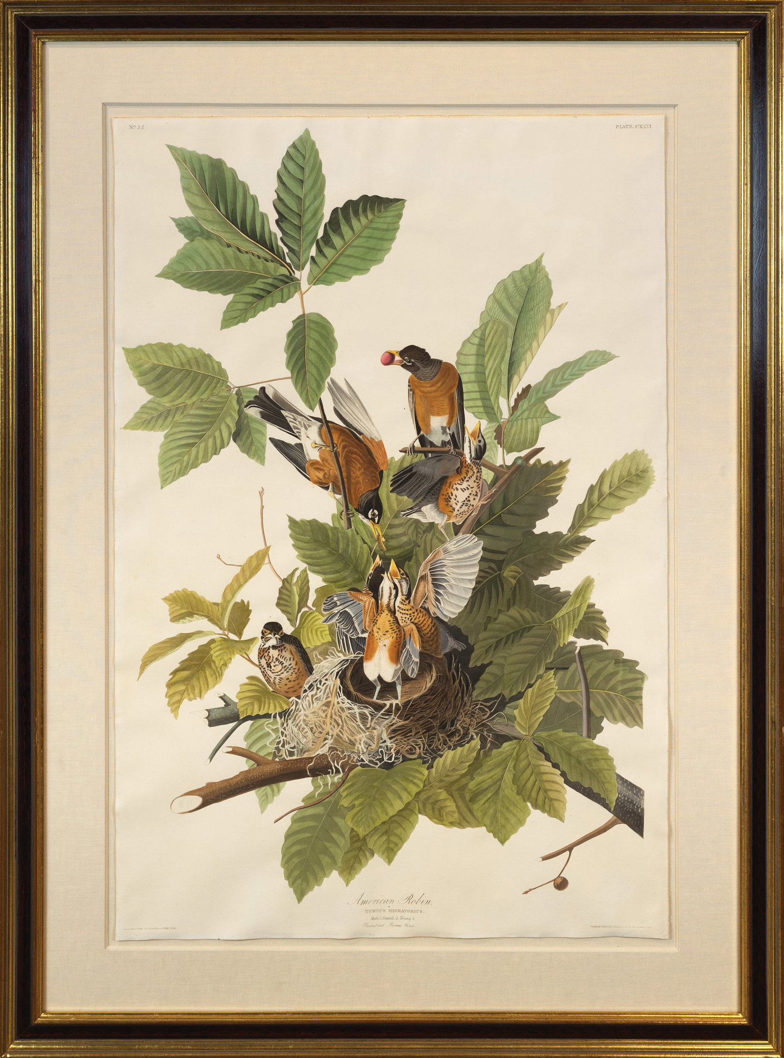 Audubon Aquatint, American Robin - State Bird of Connecticut, Michigan and Wisconsin.: AUDUBON, John James (1785 - 1851). American Robin, Plate 131. Aquatint engraving with original hand color. London: Robert Havell, 1827-1838. 37 1/2” x 25 1/2” 48” x 35 1/2” fra