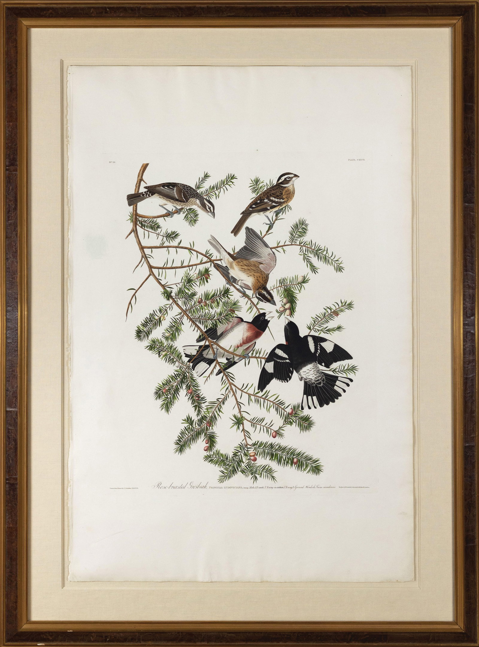 Audubon Aquatint, Rose-breasted Grosbeak, Plate 127: AUDUBON, John James (1785 - 1851). Rose-breasted Grosbeak, Plate 127. Aquatint engraving with original hand color. London: Robert Havell, 1827-1838. 38 5/8” x 26” sheet, 49 1/2” x 36