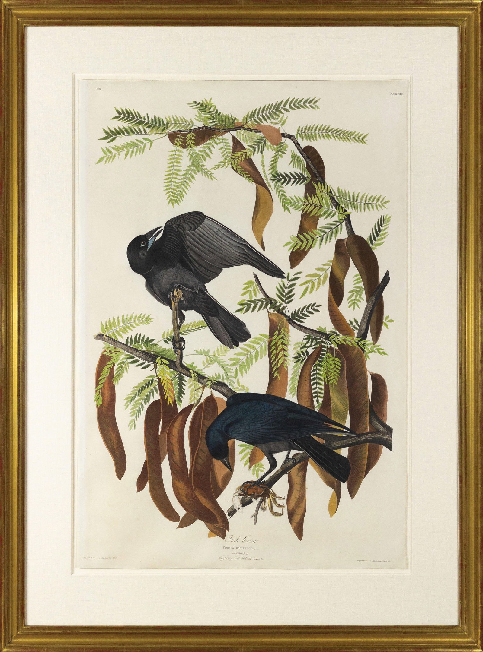 Audubon Aquatint, Fish Crow, Plate 146. (1 of 1)