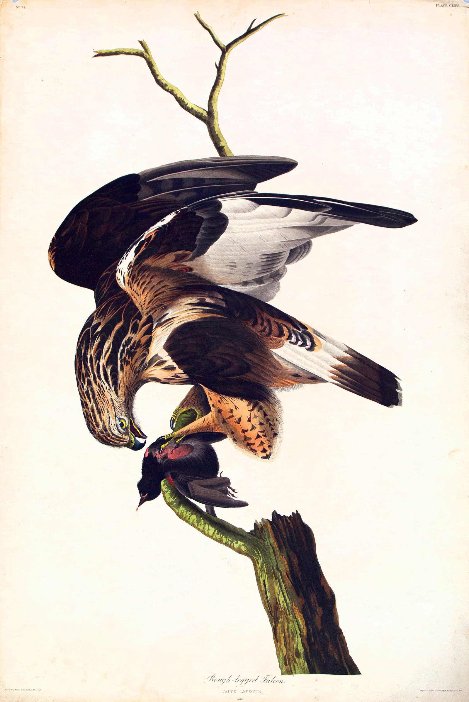 Audubon Aquatint, Rough-legged Falcon, Plate 166 (1 of 1)