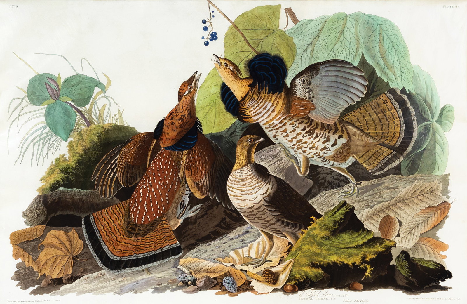 Audubon Aquatint, Ruffed Grouse Plate 41 - State Bird of Pennsylvania. (1 of 1)
