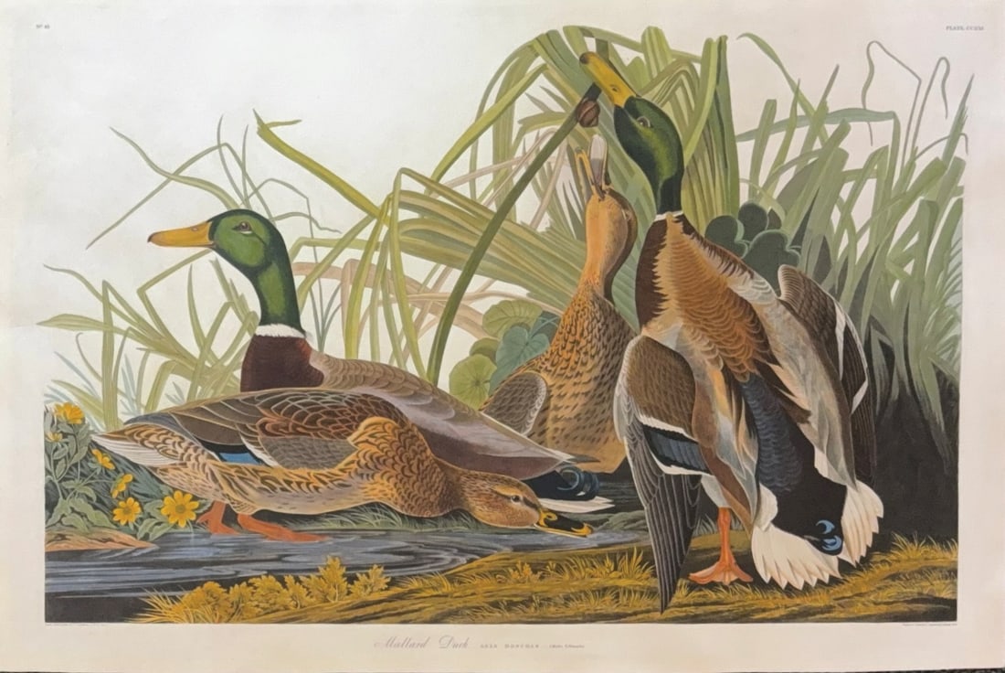 Audubon Aquatint, Mallard Duck, Plate 221 (1 of 1)