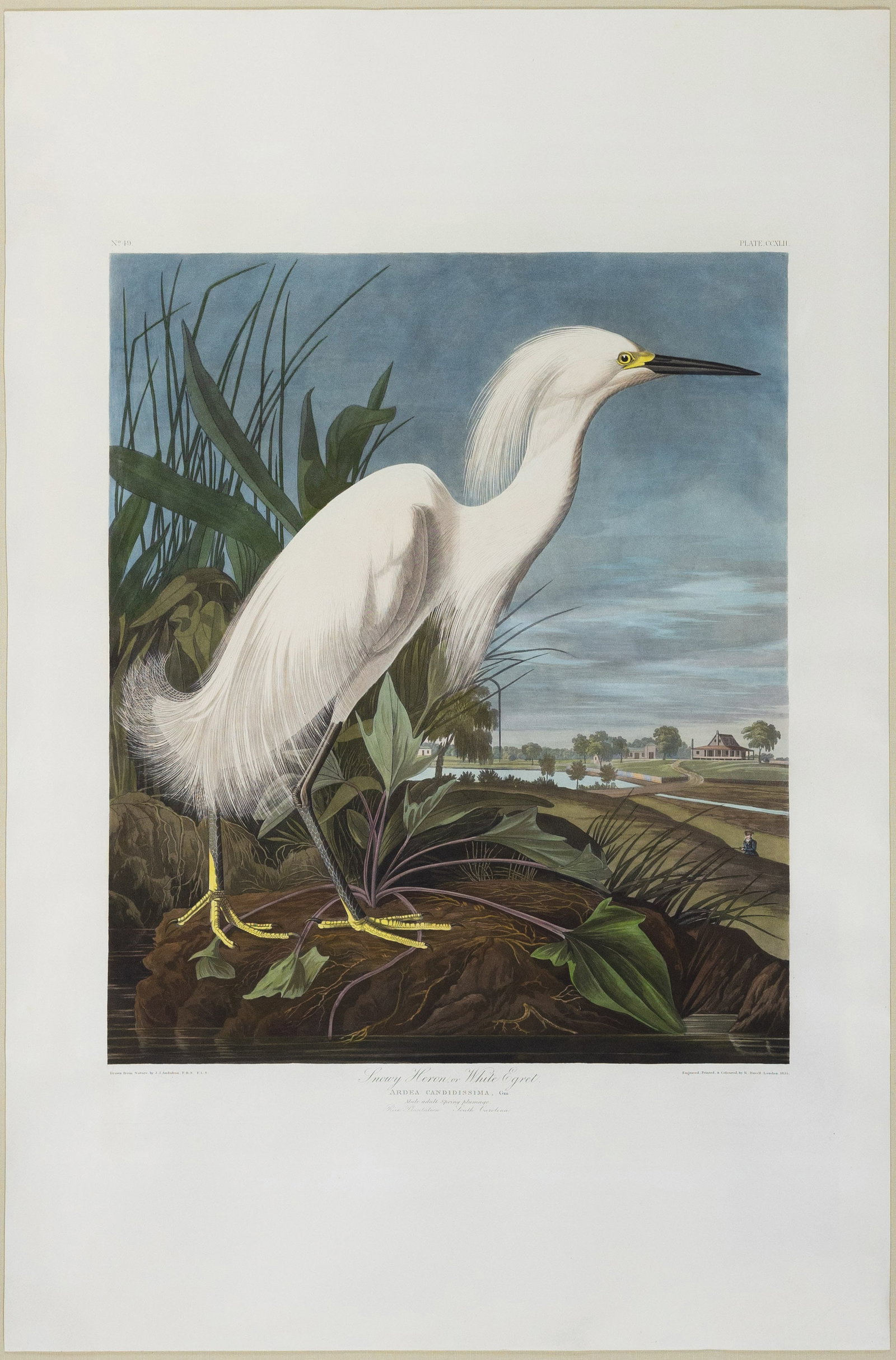 Audubon Aquatint, Snowy Heron with a South Carolina Landscape & Audubon’s only Self-Portrait (1 of 1)