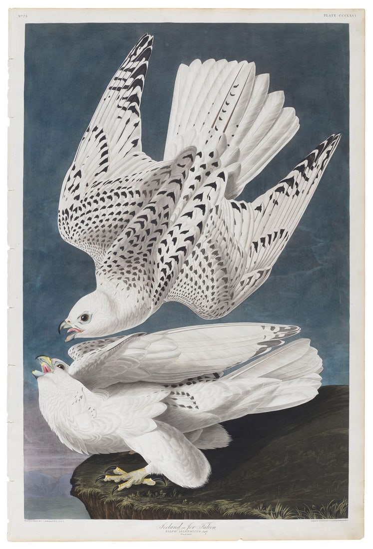 Audubon Aquatint, Iceland or Jer Falcon, Plate 366 - The Largest and most Powerful of all Falcons (1 of 1)