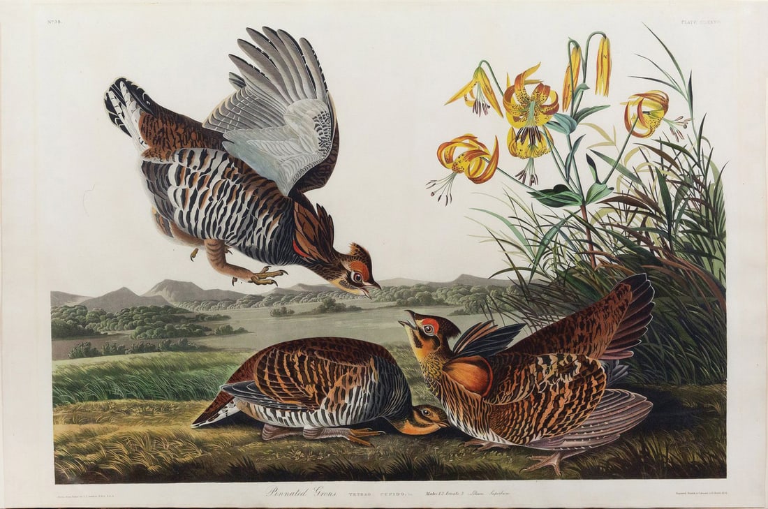 Audubon Aquatint, Pinnated Grouse, Plate 186. (1 of 1)