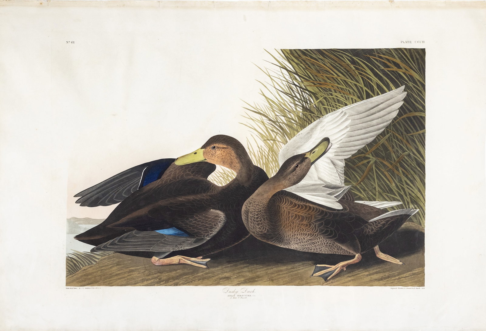 Audubon Aquatint, Dusky Duck, Plate 302. (1 of 1)