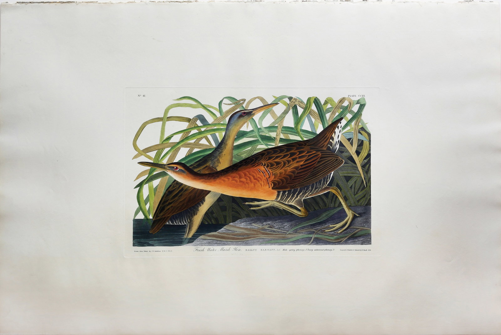 Audubon Aquatint, Fresh Water Marsh Hen - King Rail: AUDUBON, John James (1785 - 1851). Fresh Water Marsh Hen, Plate 203 [King Rail, Rallus elegans]. Aquatint engraving with original hand color. London: Robert Havell, 1827-1838. 25 1/8” x 37 1/4&r