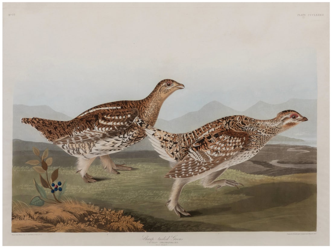 Audubon Aquatint, Sharp-tailed Grous, Plate 382.: AUDUBON, John James (1785 - 1851). Sharp-tailed Grous, Plate 382. Aquatint engraving with original hand color. London: Robert Havell, 1827-1838. 25 7/8” x 39 7/8” sheet. Comparables: Neal,