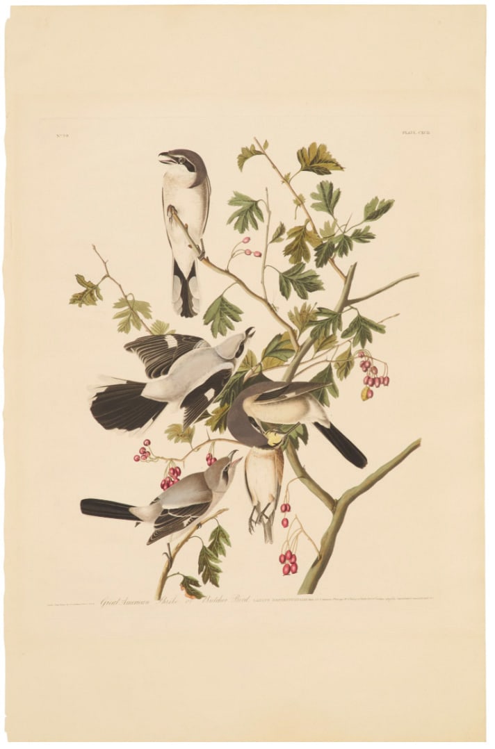 Audubon Aquatint, Great American Shrike or Butcher Bird, Plate 192. (1 of 1)