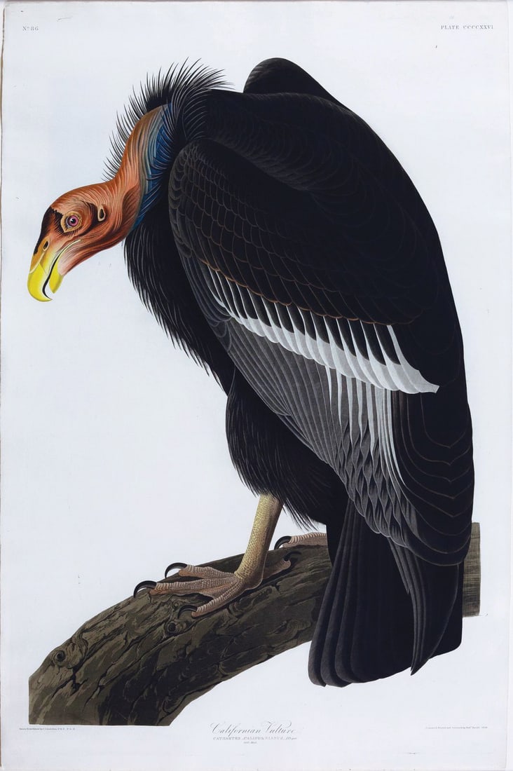 Audubon Aquatint, California Vulture, Plate 426. (1 of 1)