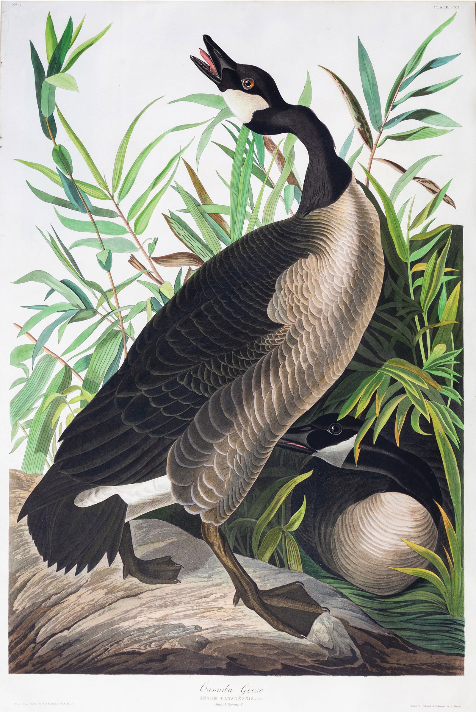 Audubon Aquatint, Canada Goose, Plate 201. (1 of 1)