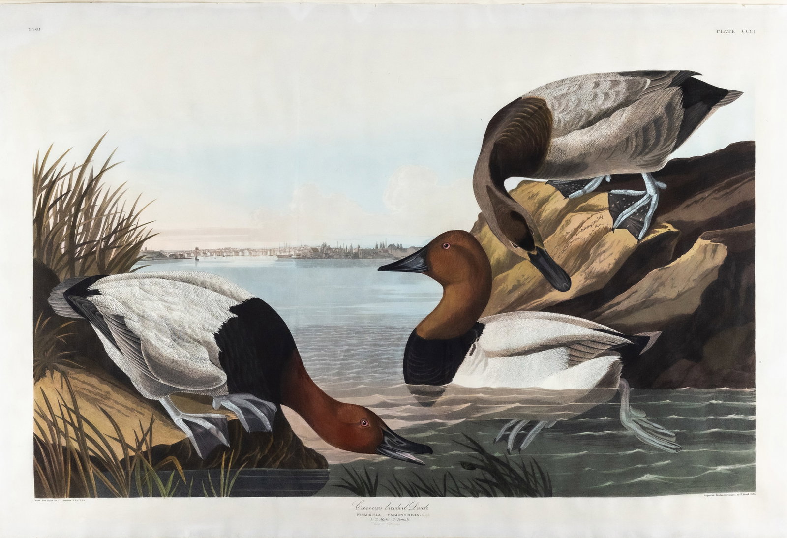 Audubon Aquatint, Canvas backed Duck, Plate 301 [With View of Baltimore, Maryland in the (1 of 1)