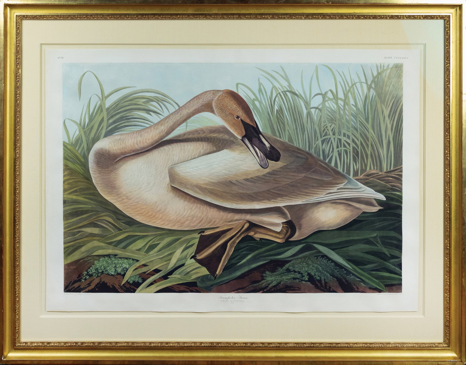 Audubon Aquatint, Trumpeter Swan [Young], Plate 376.: AUDUBON, John James (1785 - 1851). Trumpeter Swan [Young], Plate 376. Aquatint engraving with original hand color. London: Robert Havell, 1827-1838. 26 3/8” x 39” sheet, 38 1/2” x 51