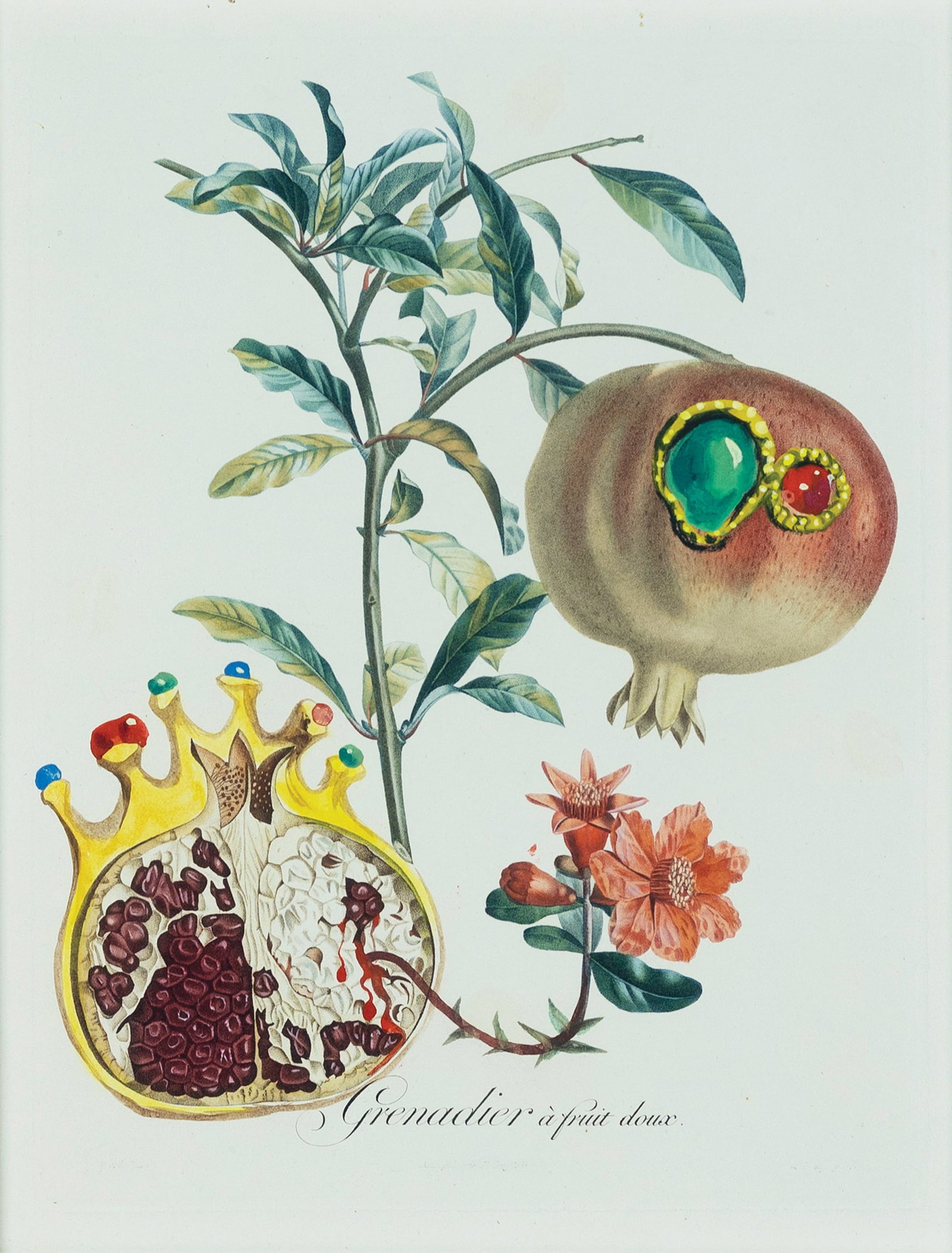 Salvador Dali Watercolor over a Pierre Antoine Poiteau Stipple engraving of a Pomegranate (1 of 2)