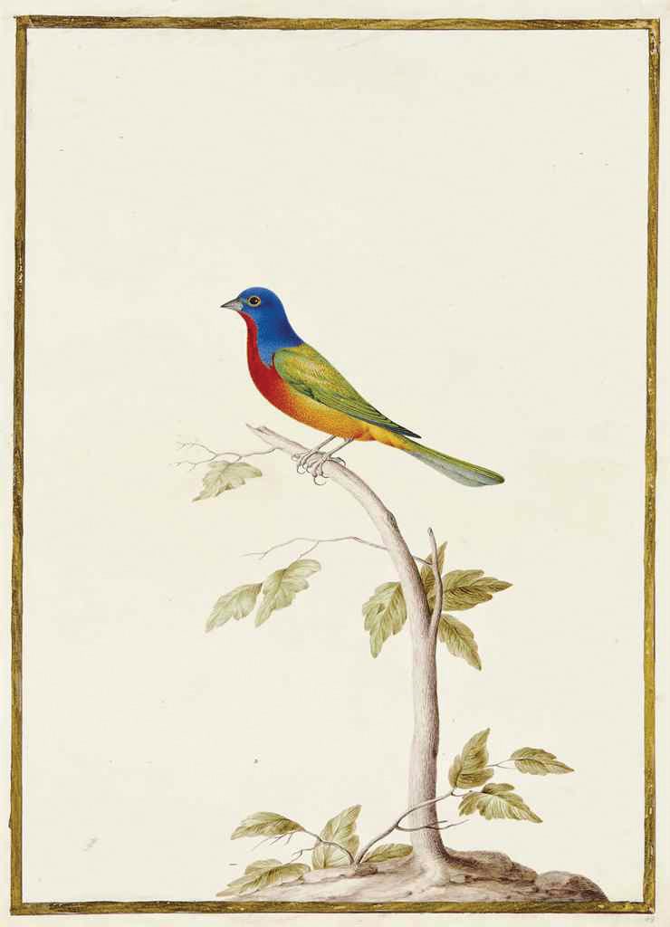 Nicolas Robert Watercolor on Vellum, Painted Bunting On A Branch - A North American Bird (1 of 1)