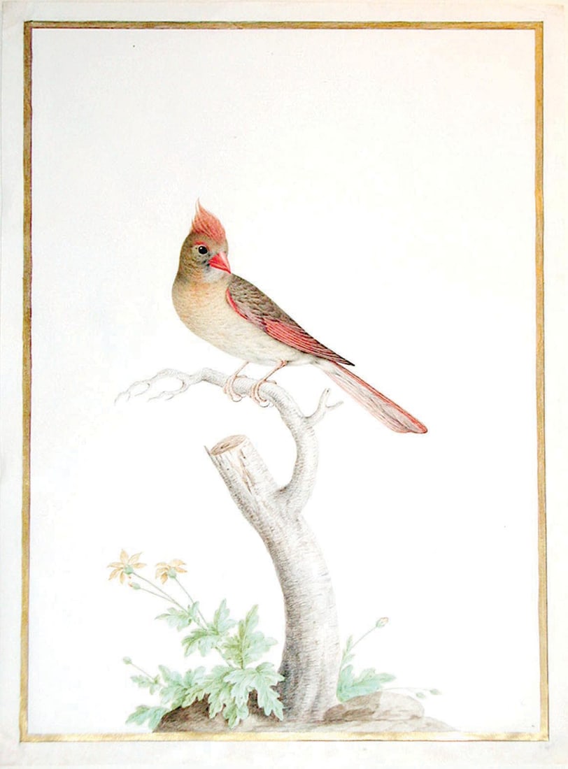 Nicolas Robert Watercolor on Vellum, Northern Cardinal - State bird of Illinois, Indiana, Kentucky,: ROBERT, Nicolas (French, 1614-1685). Northern Cardinal (Female). Pencil, watercolor and gouache, on vellum, with gold border. ca.1675. 16 1/2” x 12 1/8" vellum, 20 1/2" x 24 3/4" framed. The Nor