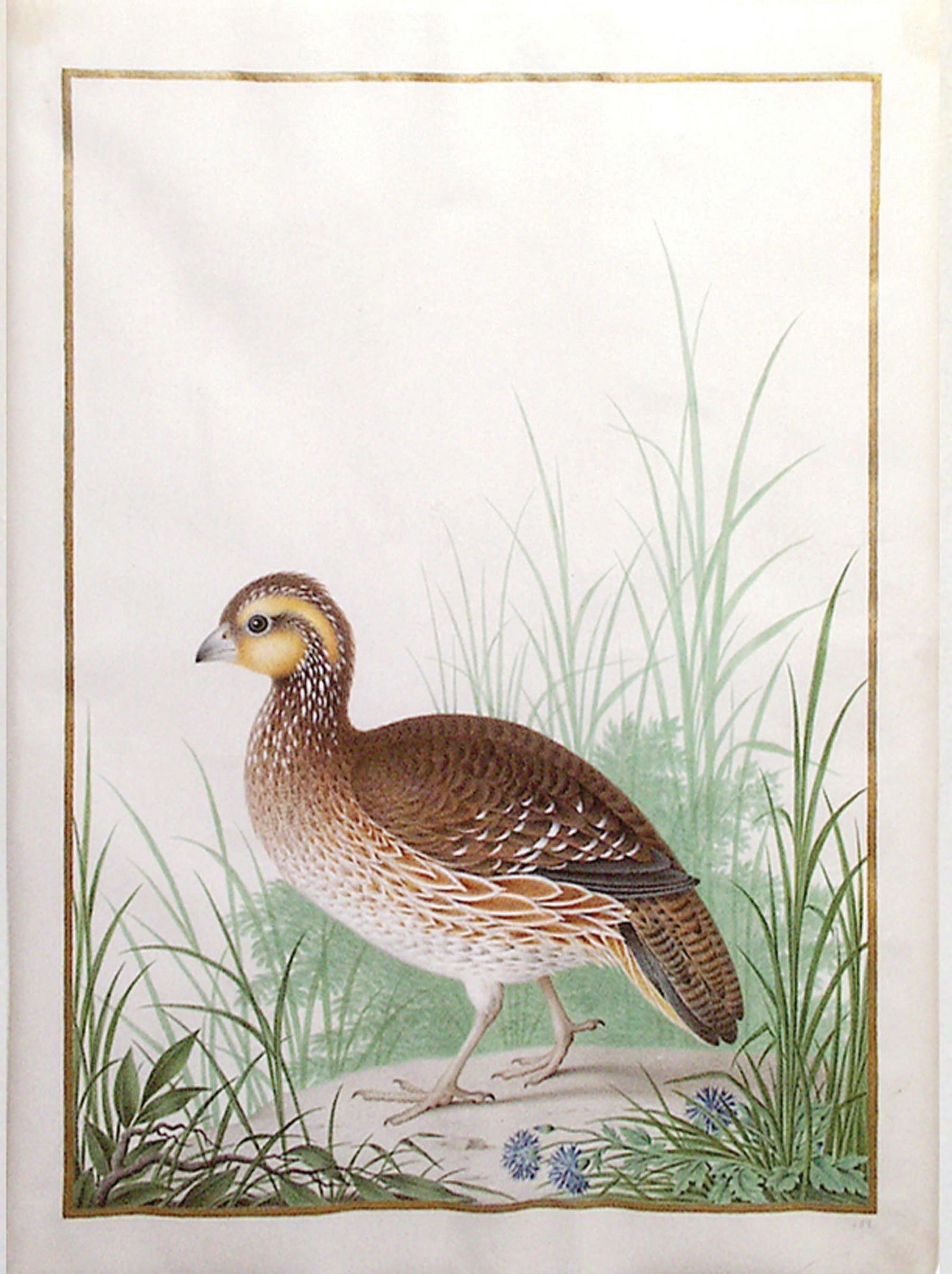 Nicolas Robert Watercolor on Vellum, Female Northern Bobwhite (Colinus virginianus) [Virginia Quail]: ROBERT, Nicolas (French, 1614-1685). Female Northern Bobwhite (Colinus virginianus) [Virginia Quial]. Pencil, watercolor and gouache, on vellum, with gold border. ca. 1675. 12" x 13 1/4" vellum, 24 5/