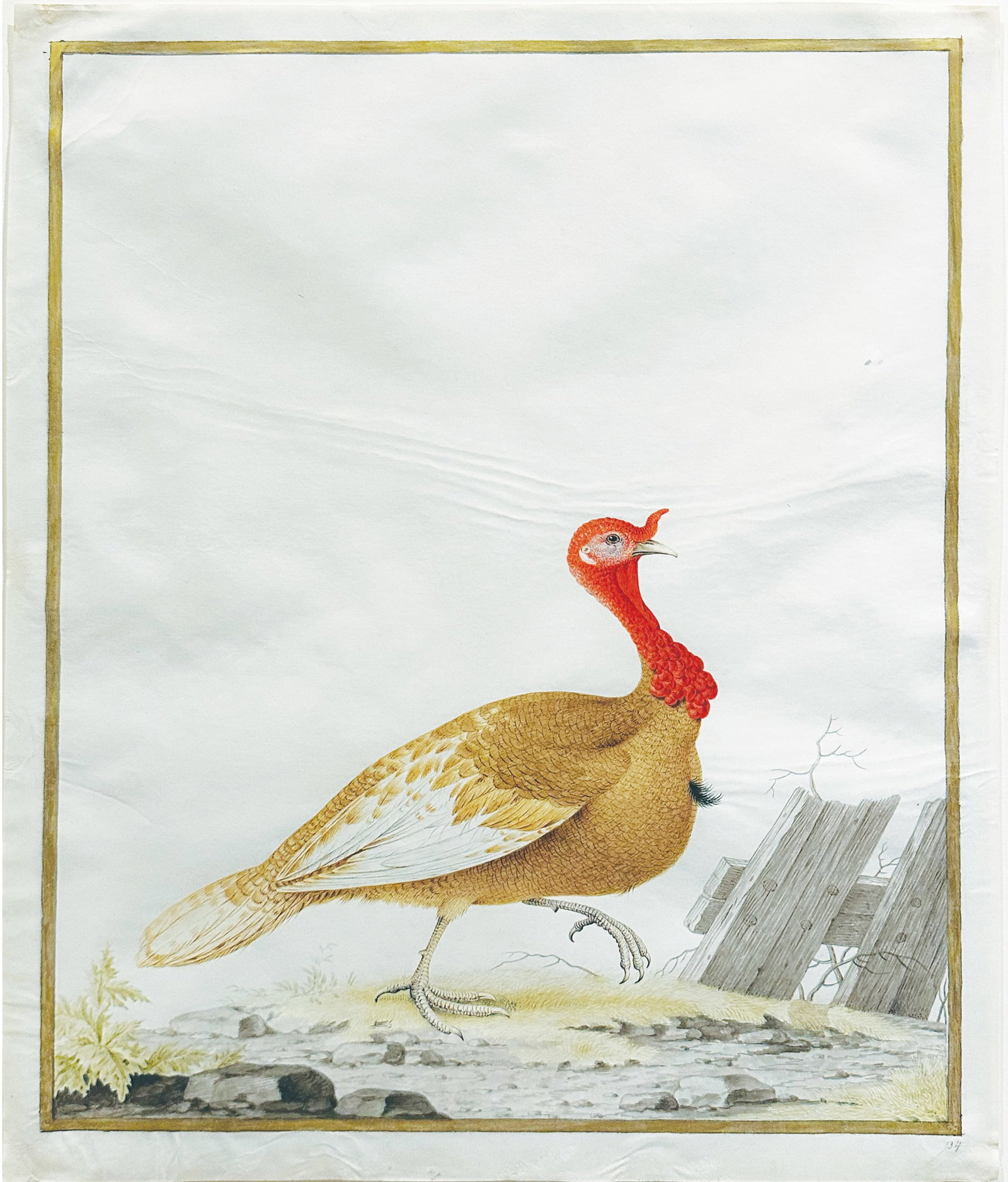 Nicolas Robert Watercolor on Vellum, Eastern wild turkey [Young Male] (Meleagris gallopavo: ROBERT, Nicolas (French, 1614-1685). Eastern wild turkey [Young Male] (Meleagris gallopavo silvestris) Watercolor and gouache on vellum. Inscribed lower right: ‘34’. ca. 1675. 14 5/8" x 11 5/8" ve