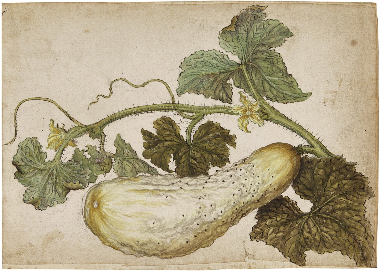 Jacques Le Moyne De Morgues Watercolor of a Cucumber with its leaves by France’s greatest Huguenot: LE MOYNE DE MORGUES, Jacques (French, Ca. 1533-1588). Cucumber with its leaves. Watercolor, gouache and pen and ink over black chalk. 6 1/2" x 9 1/2" sheet. Provenance: Sotheby’s, New York, January 