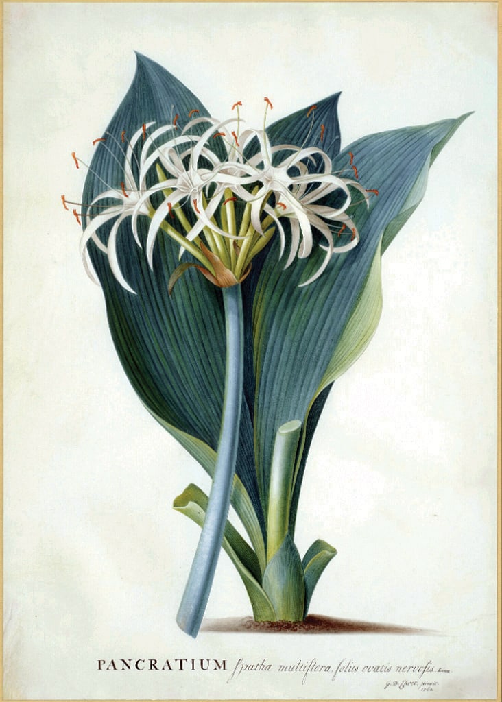 Georg D. Ehret Watercolor of a Ovata Spiderlily: EHRET, Georg Dionysius (German, 1708-1770). PANCRATIUM spatha multiflora, foliis ovatis nervolis [Hymenocalis Ovata: Ovata Spiderlily]. Pencil, watercolor, and bodycolor on vellum. Signed, inscribed a