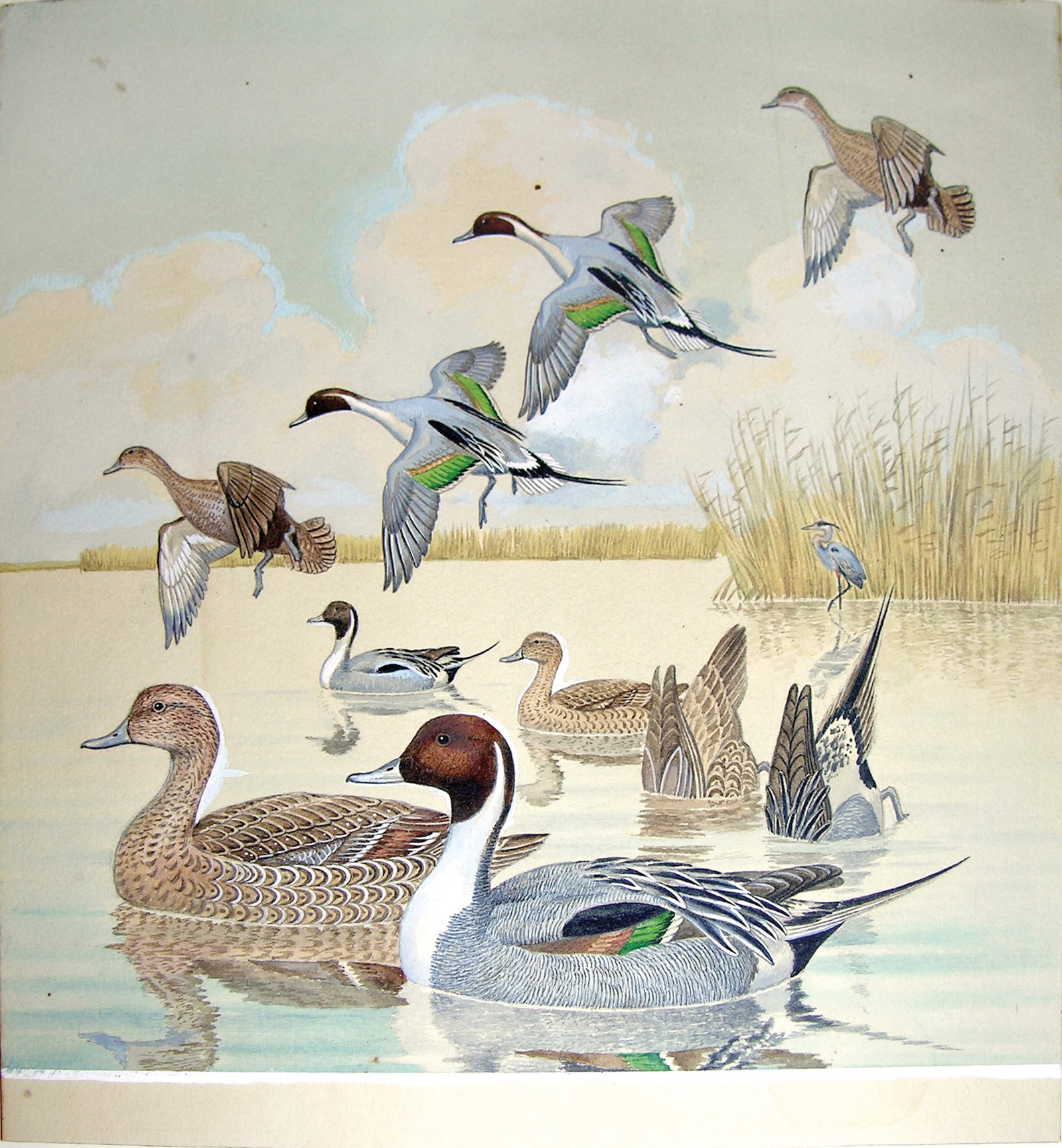 Arthur Singer Watercolor, Pintail Ducks, Male and Female (1 of 1)
