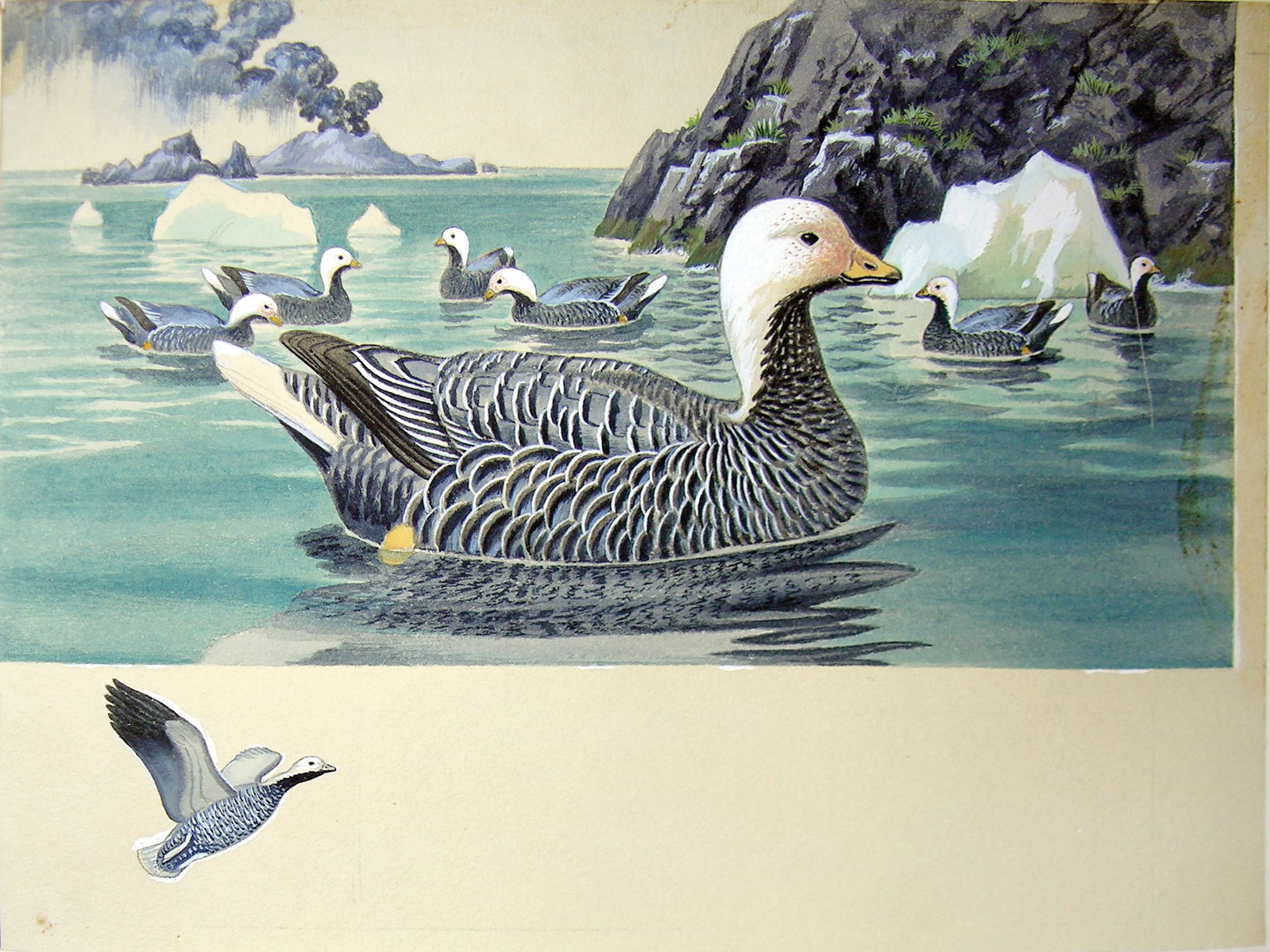 Arthur Singer Watercolor, Emperor Goose on Alaskan Shore: SINGER, Arthur (American, 1917-1990). Emperor Goose on Alaskan Shore. Watercolor and pencil on paper. 6 1/4" x 8 1/4" sheet. The artist Arthur Singer devoted over thirty five years to drawing birds an