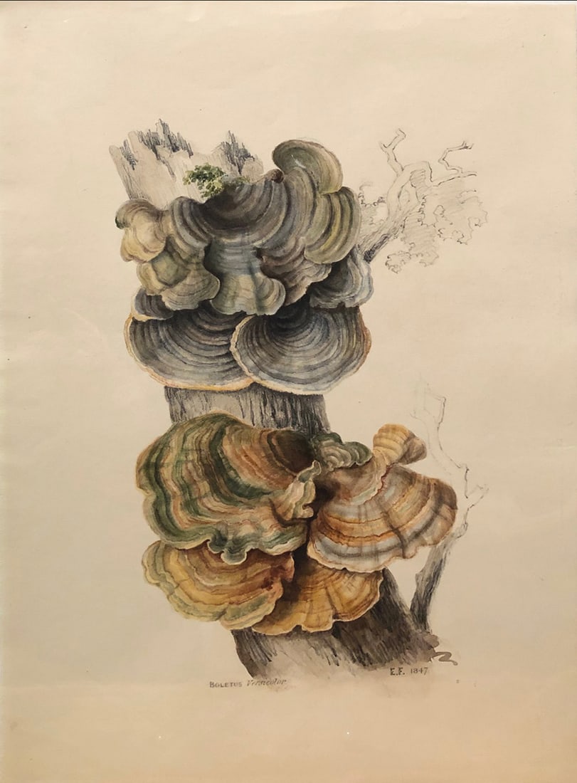 Edward Forster Mycological / Mushroom Watercolor, Boletus Versicolor (1 of 1)