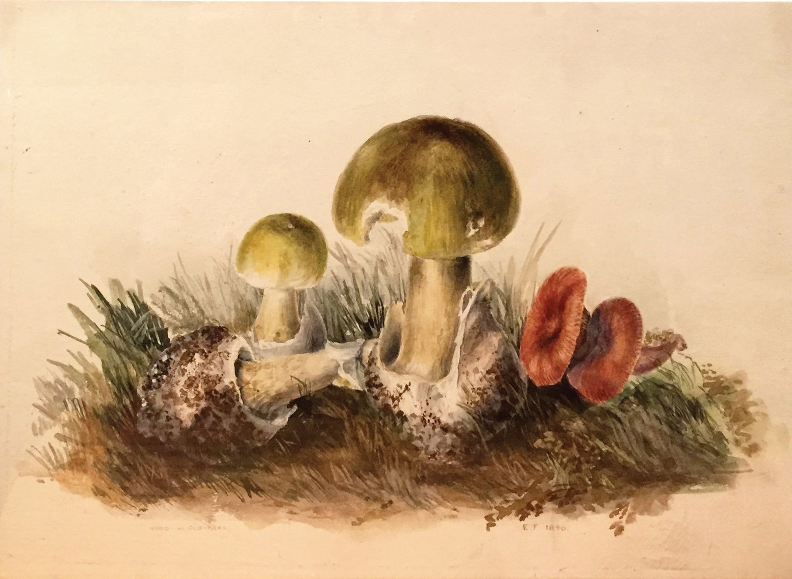 Edward Forster Mycological / Mushroom Watercolor, [Mycological Study] at Old Park Oct 13 1835: FORSTER, Edward - The Younger (British, 1765-1849). [Mycological Study] at Old Park Oct 13 1835. Watercolor on paper. Signed: "E.F.". 15" x 10 3/4" sheet.